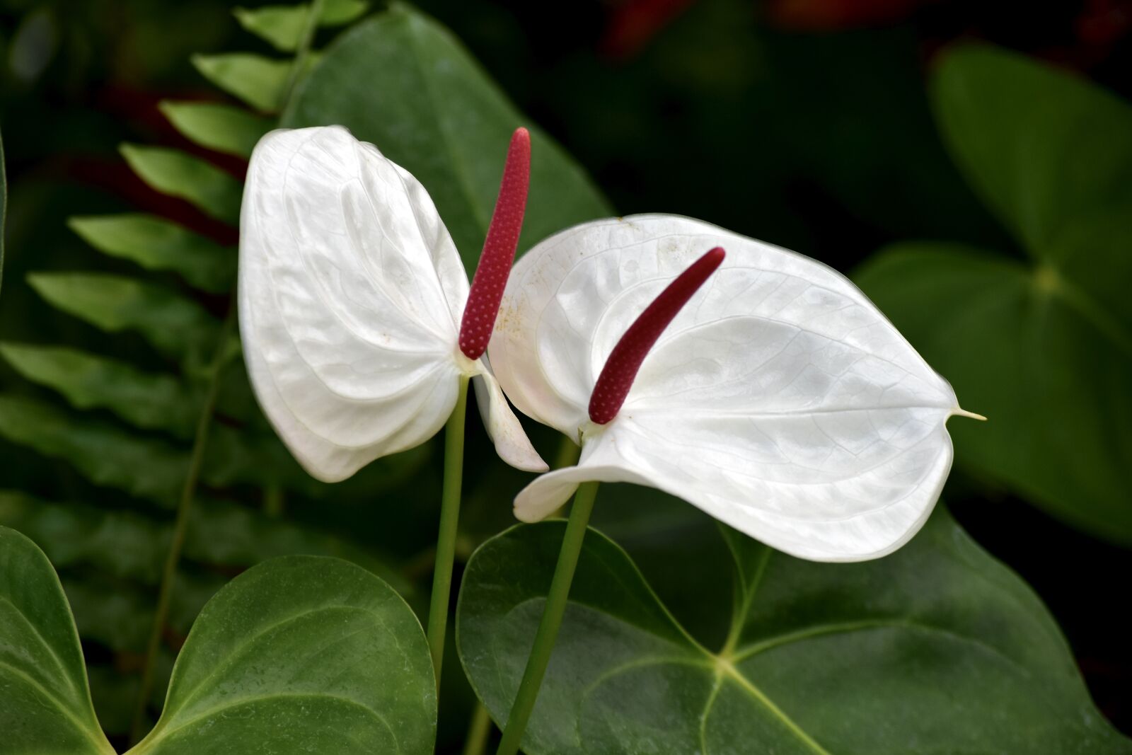 Nikon D3400 sample photo. White anthurium, flower, nature photography