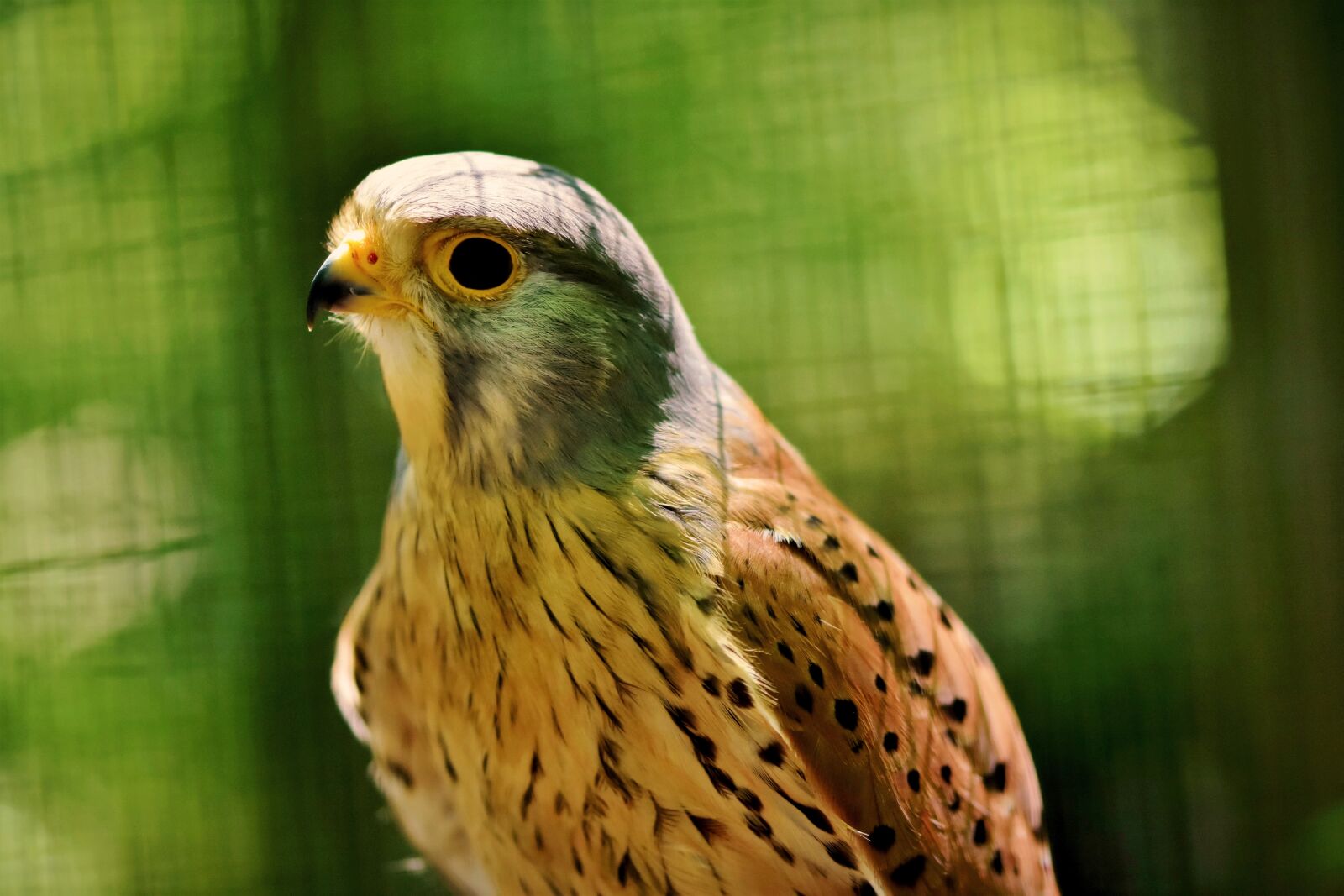 Nikon D7200 sample photo. Kestrel, falcon, raptor photography