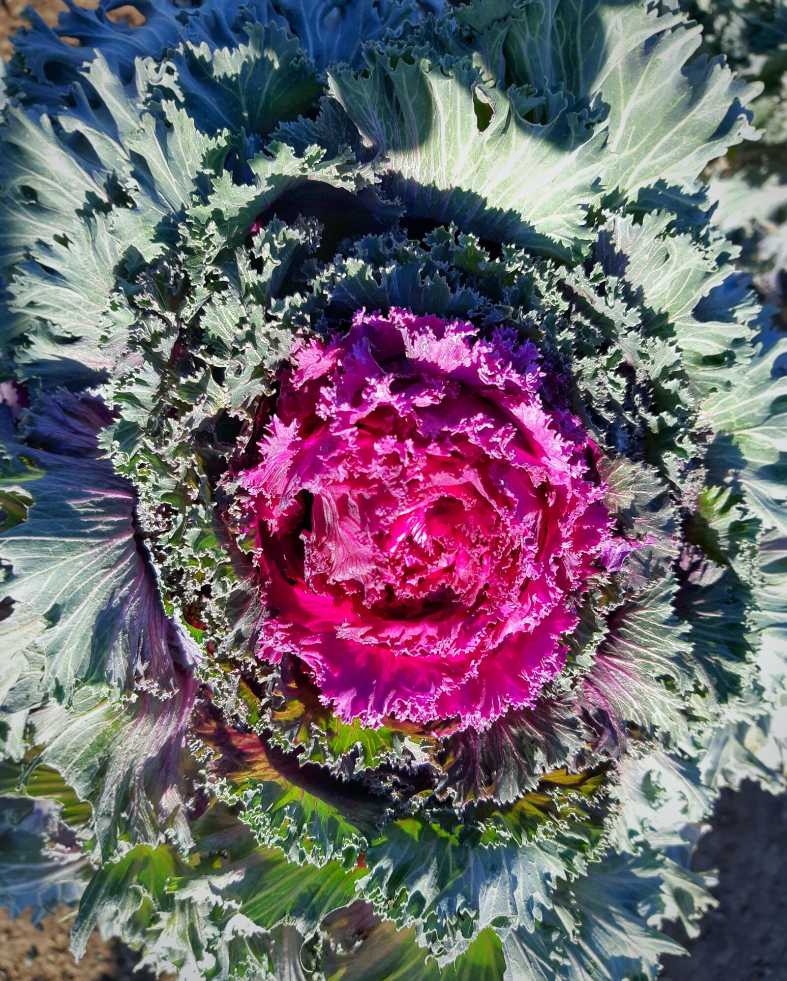 Samsung SM-A730F sample photo. Cabbage, village, plants photography