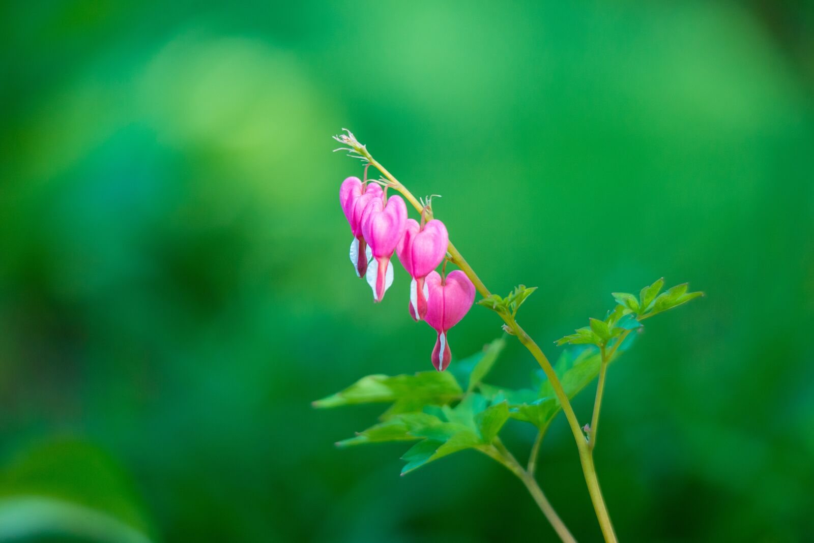 Nikon D800 sample photo. Bleeding heart, flowers, garden photography