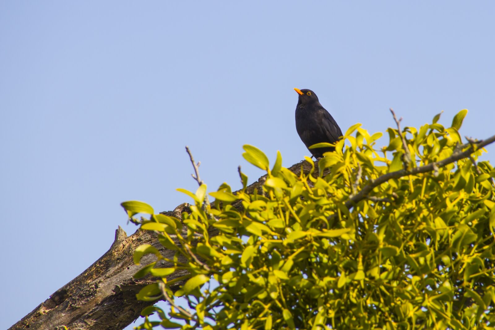 Canon EOS 7D sample photo. Blackbird, bird, tree photography