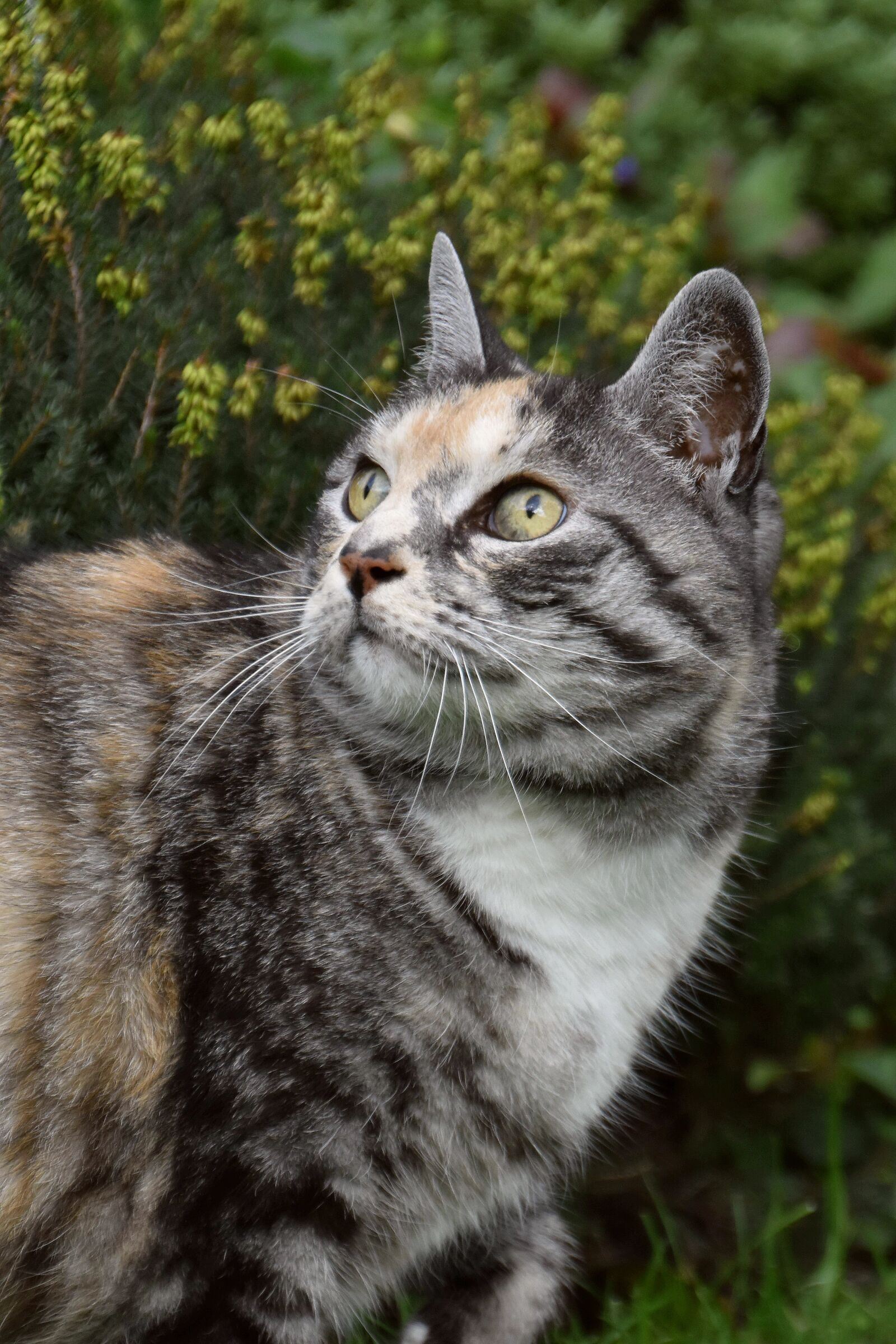 Nikon D5600 sample photo. Cat, cat portrait, cat photography