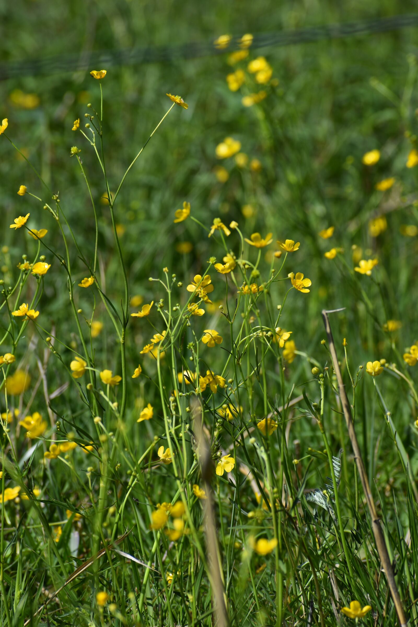 Nikon D3500 sample photo. Flowers, spring, flora photography