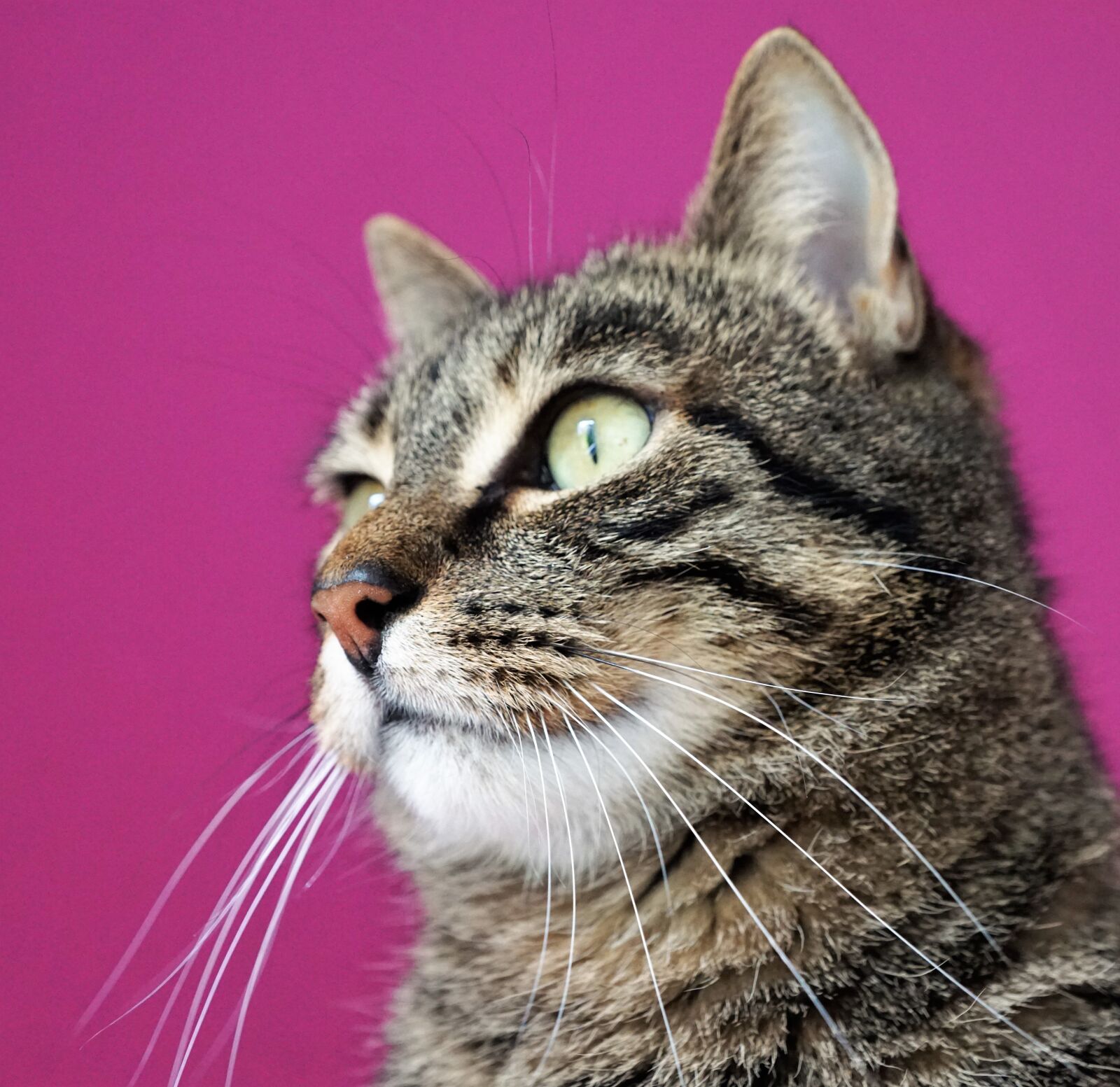 Sony ILCA-77M2 + Sony DT 16-50mm F2.8 SSM sample photo. Cat, mieze, animals photography