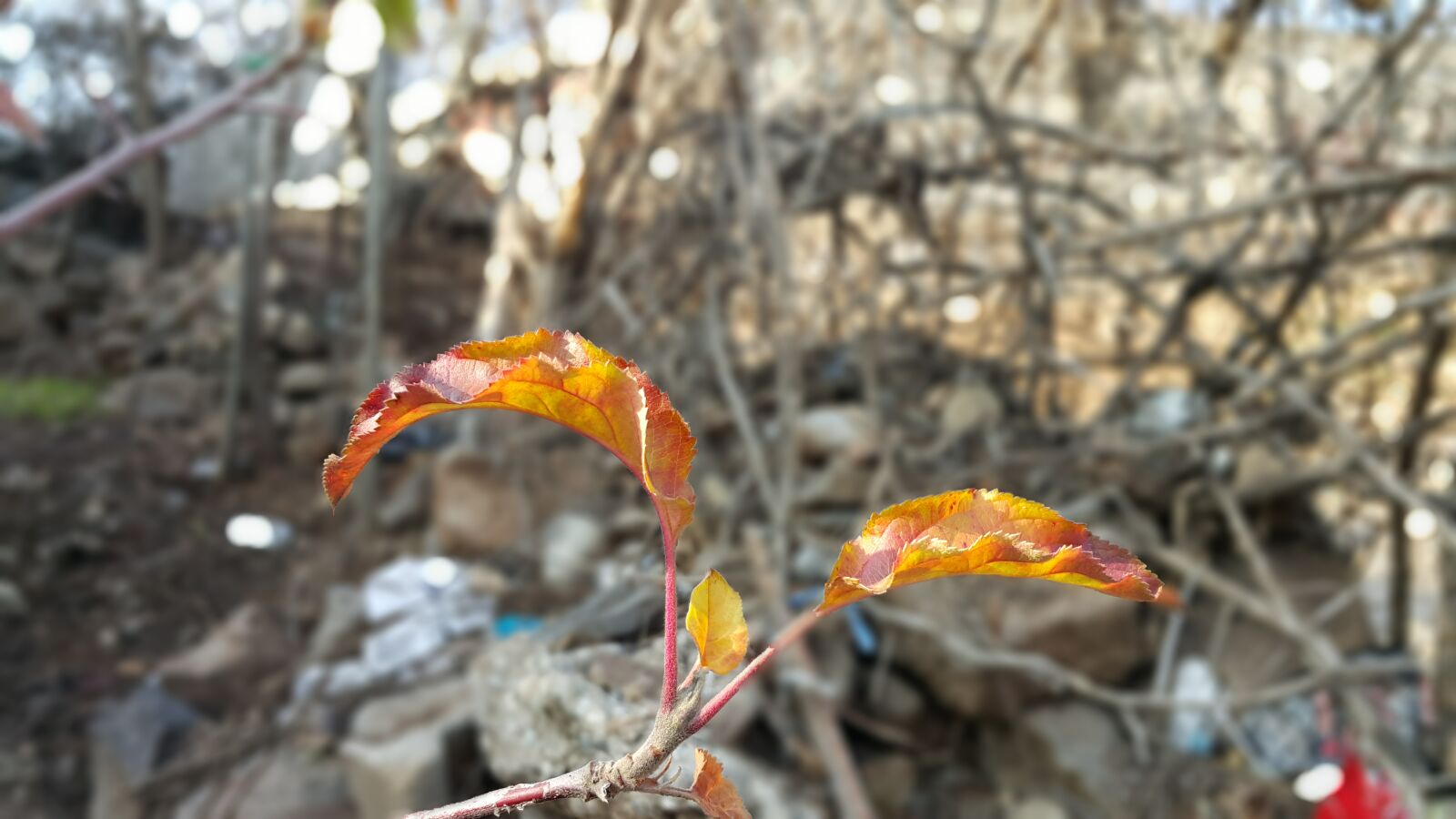 Samsung Galaxy Note4 sample photo. Autumn, leaf, dry, leaf photography