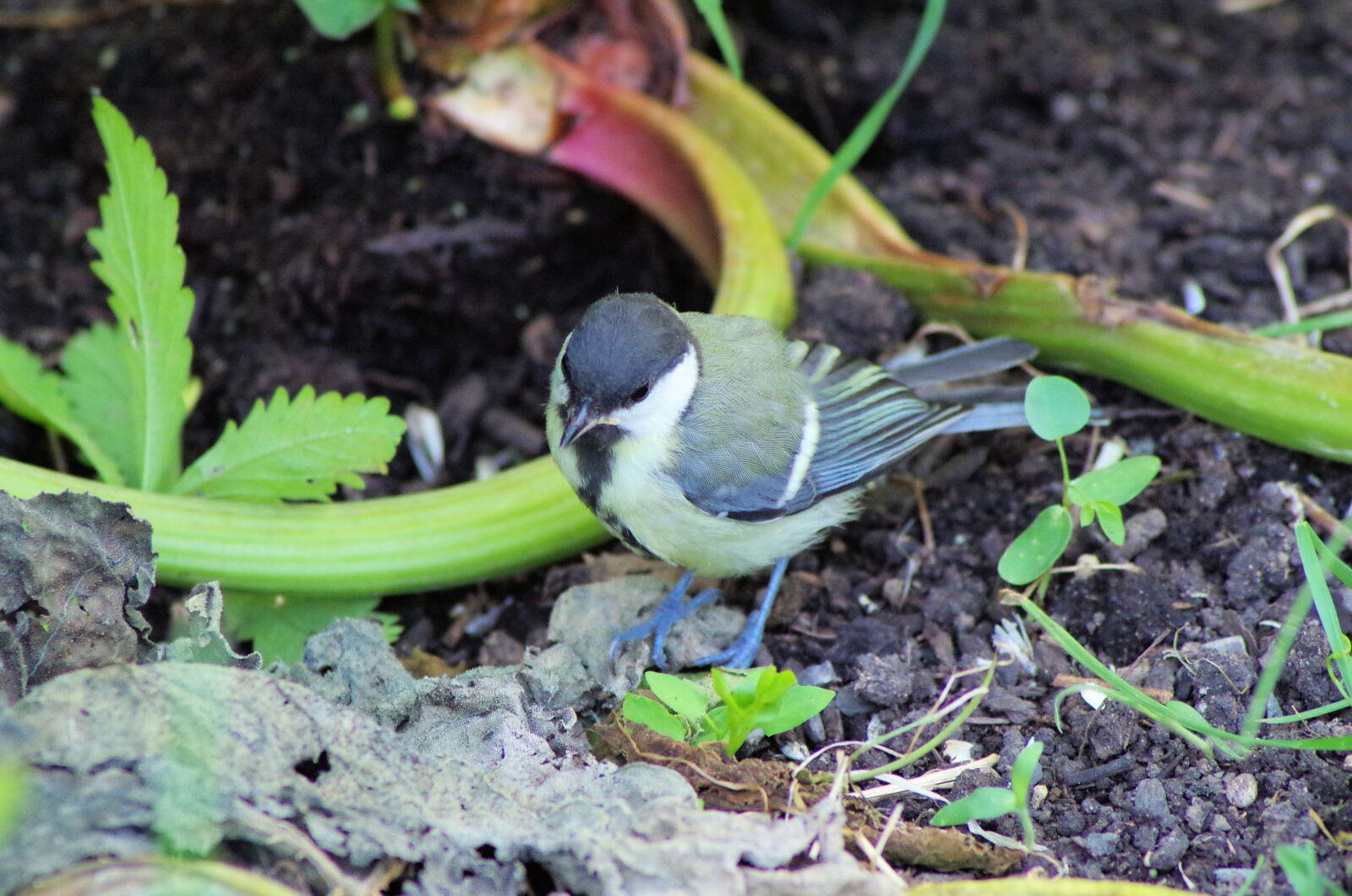 Pentax K-50 sample photo. Tit, bird, songbird photography