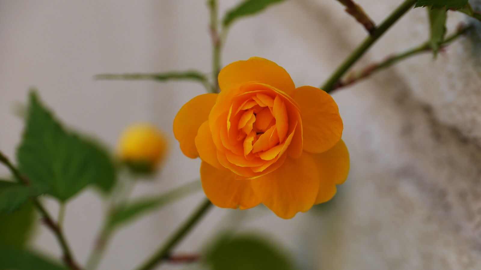Panasonic Lumix DMC-GH3 sample photo. Nature, flowers, plants photography