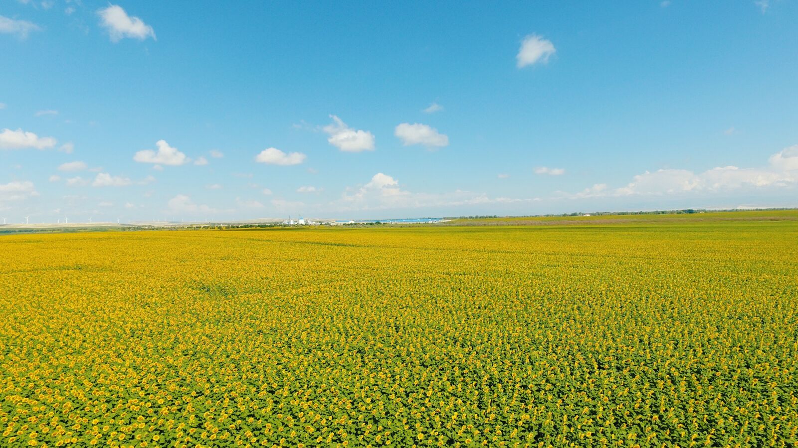 DJI FC330 sample photo. Sunflower, uav, sky photography