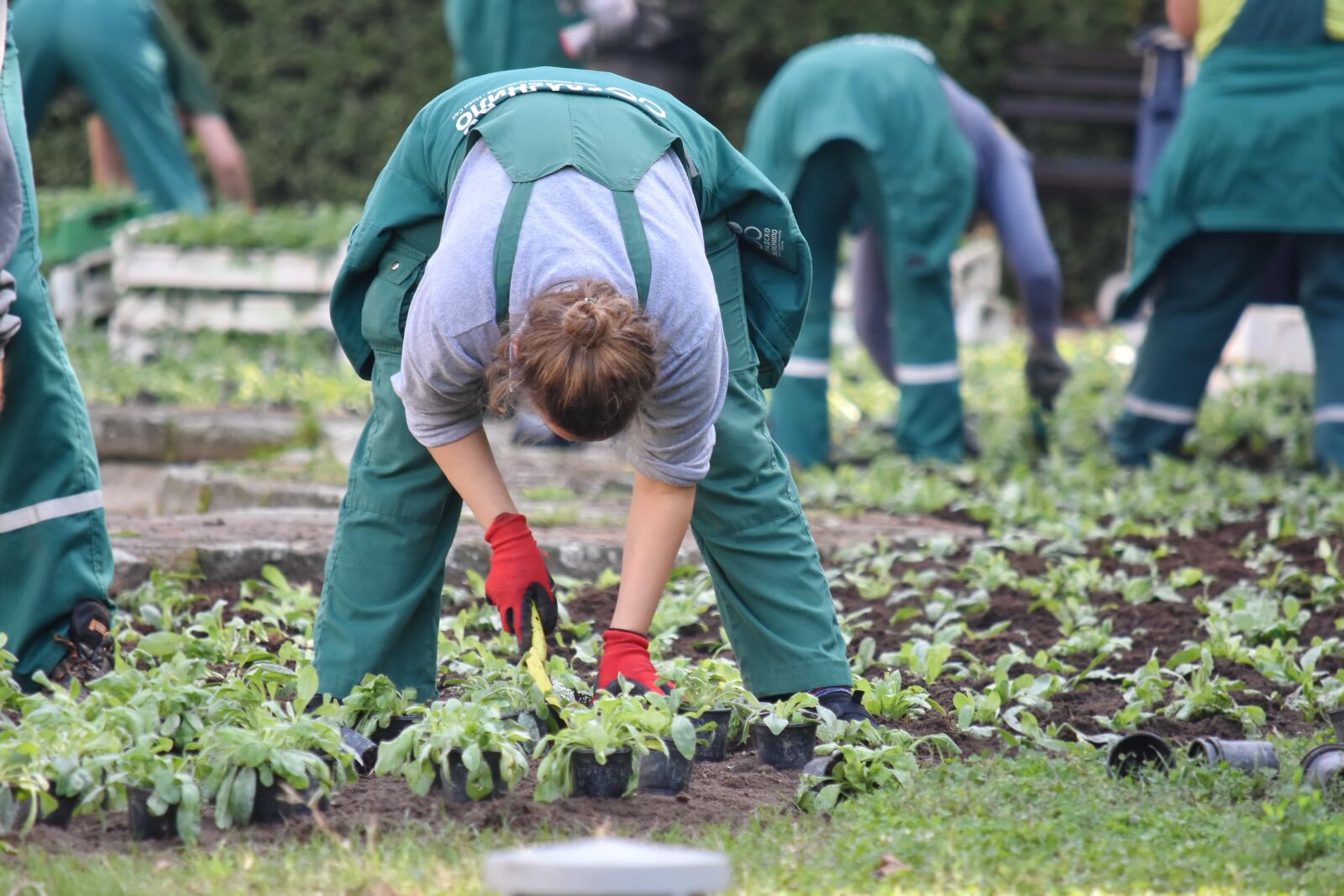 Nikon D5500 sample photo. Gardener, gardening, plant material photography