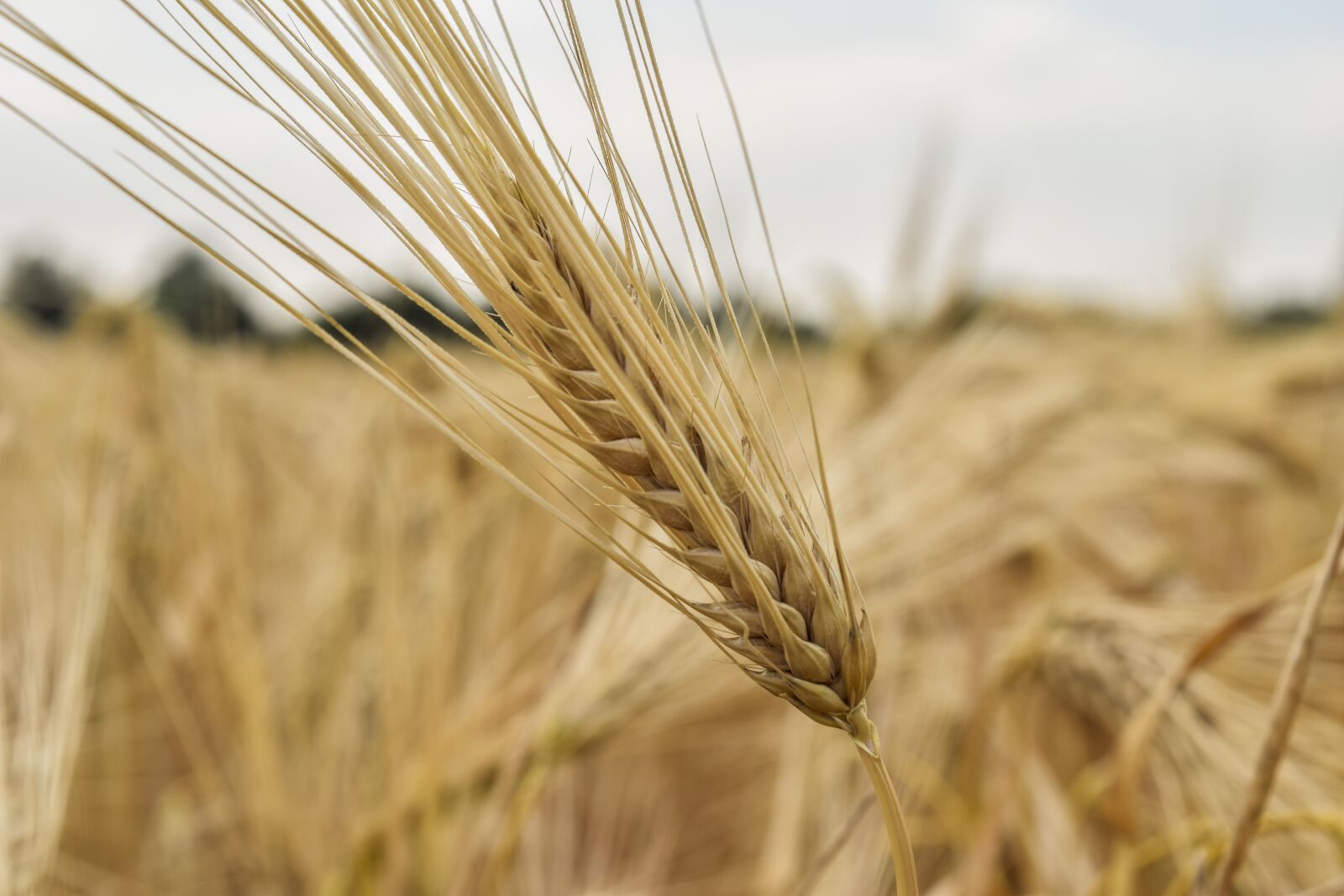 Nikon D3300 sample photo. Nature, cornfield, cereals photography