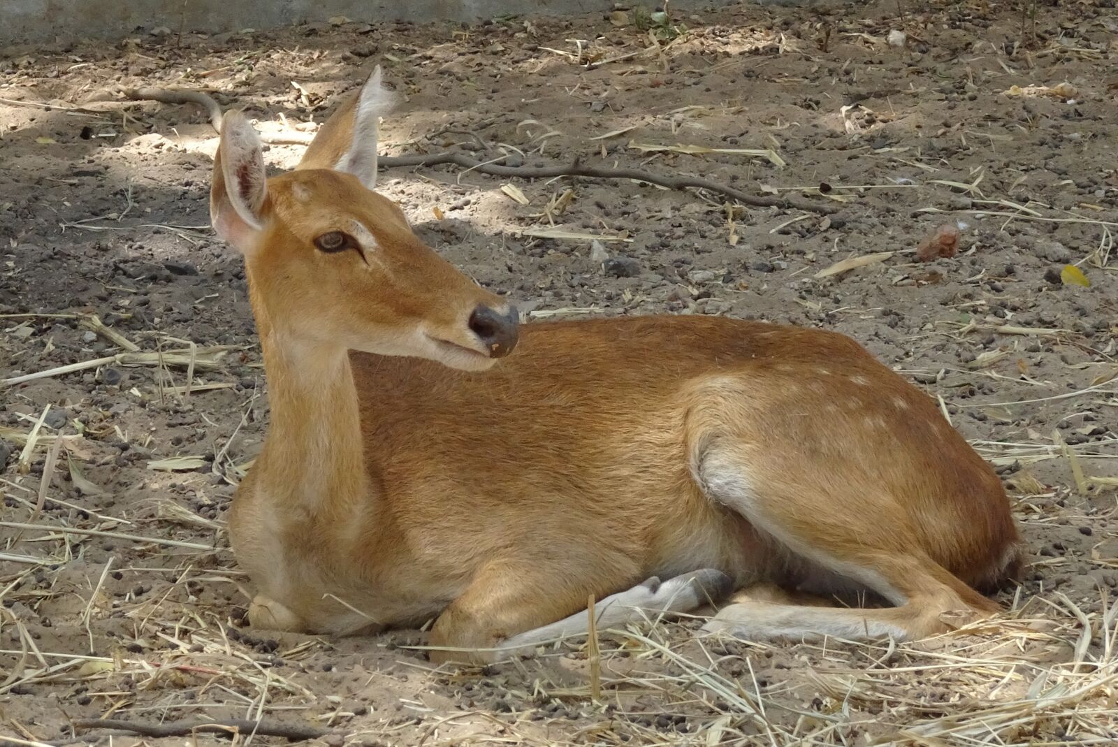Sony Cyber-shot DSC-HX90V sample photo. Deer, sangai, eld's deer photography