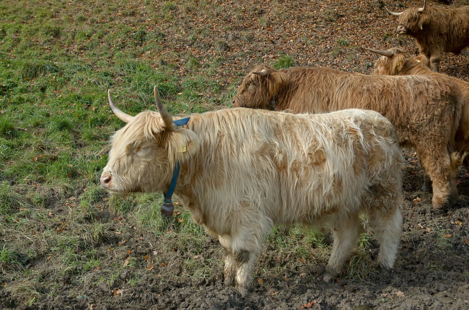 Nikon D70 sample photo. Highland beef, cow, beef photography