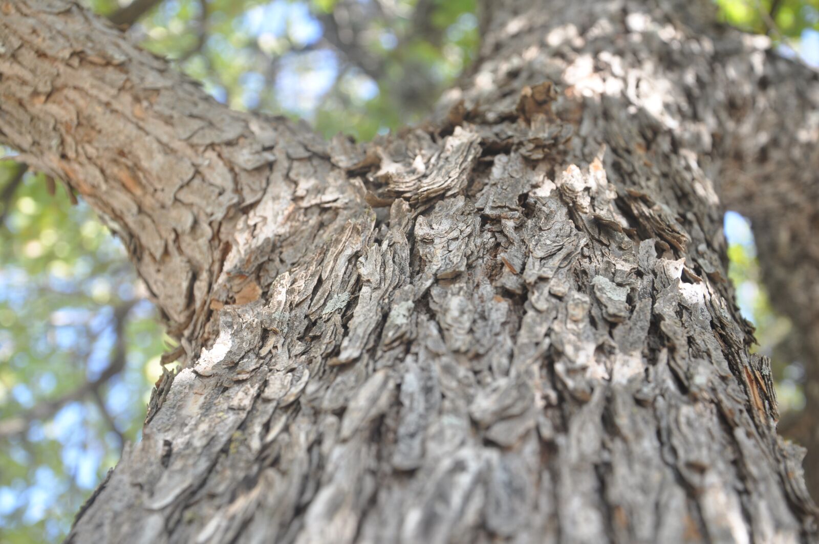 Nikon D90 sample photo. Tree, trunk, nature photography