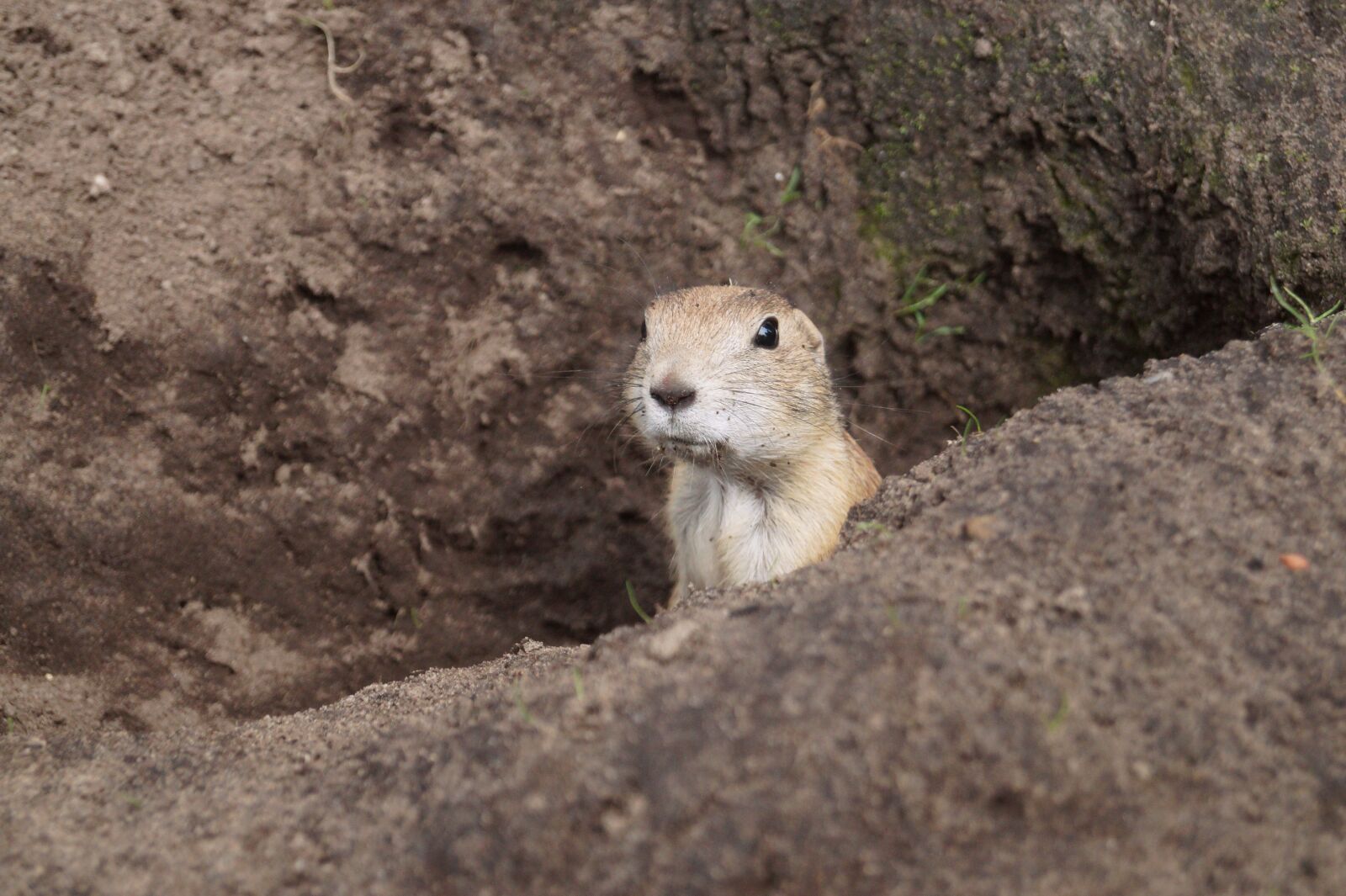Sony DT 18-55mm F3.5-5.6 SAM II sample photo. Prairie dog, rodent, animal photography
