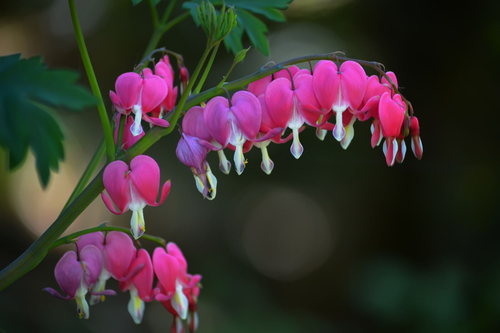 Nikon D5200 sample photo. Flowers, spring, flower bed photography