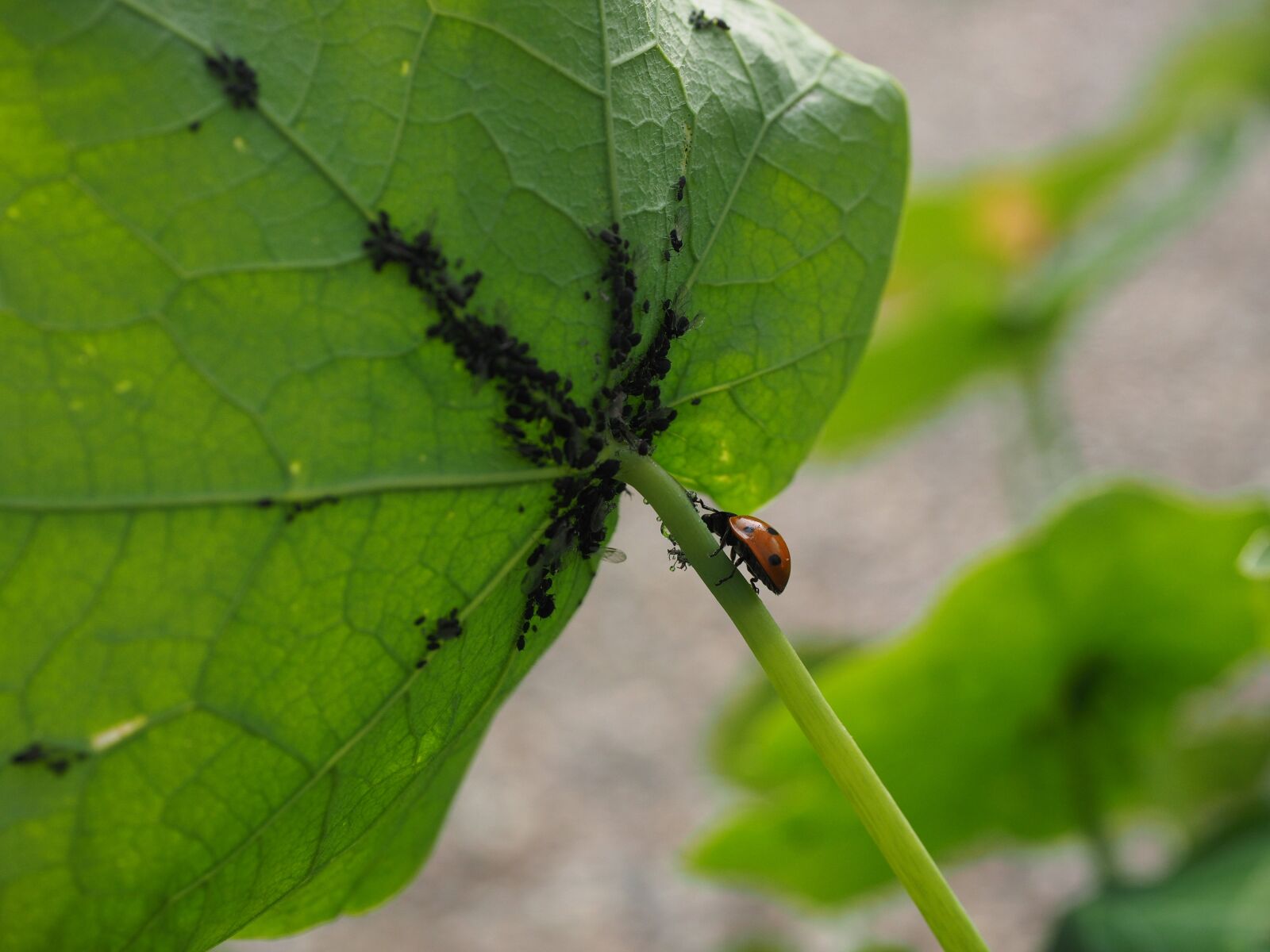 Olympus OM-D E-M1 + Olympus M.Zuiko Digital ED 12-40mm F2.8 Pro sample photo. Ladybug, lice, eat photography