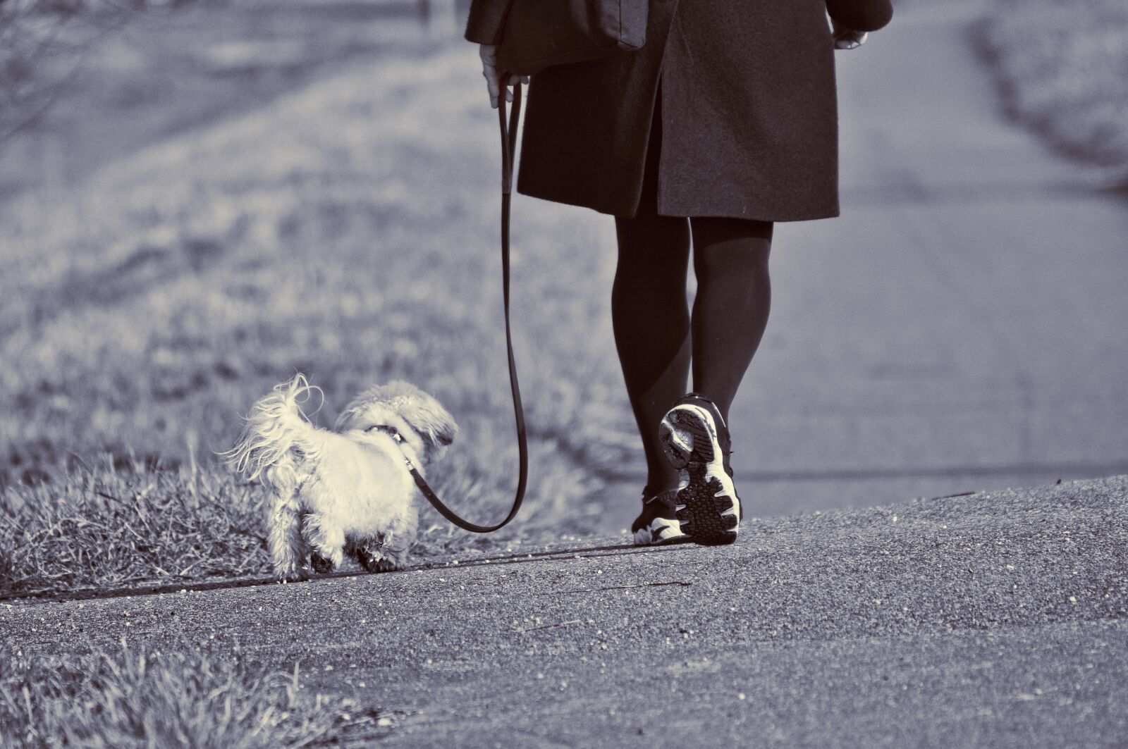 Nikon D90 sample photo. Woman, walking, dog photography