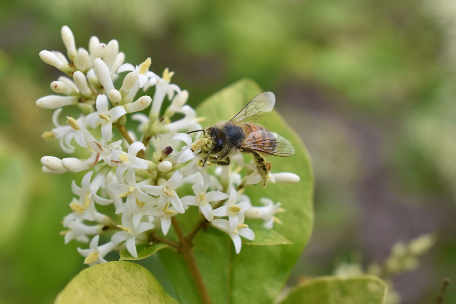 Nikon D5500 sample photo. Honeysuckle, bee, honeybee photography