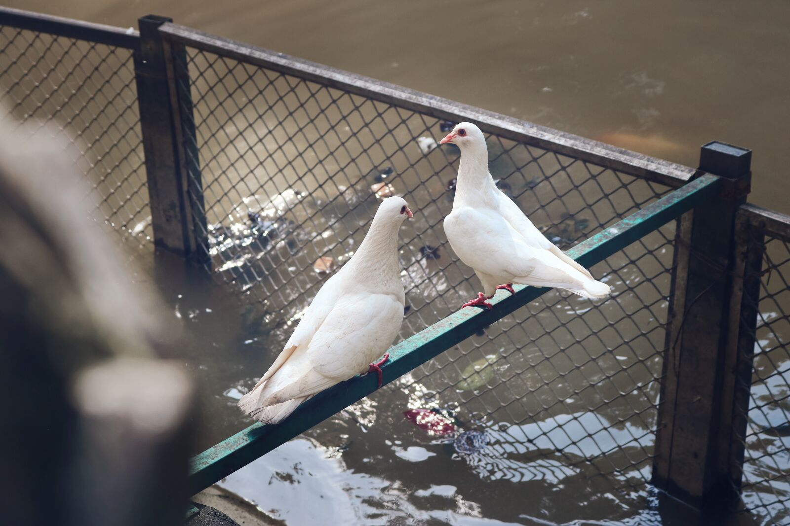 Canon EOS 750D (EOS Rebel T6i / EOS Kiss X8i) sample photo. Pigeon, prynne pigeon, dove photography