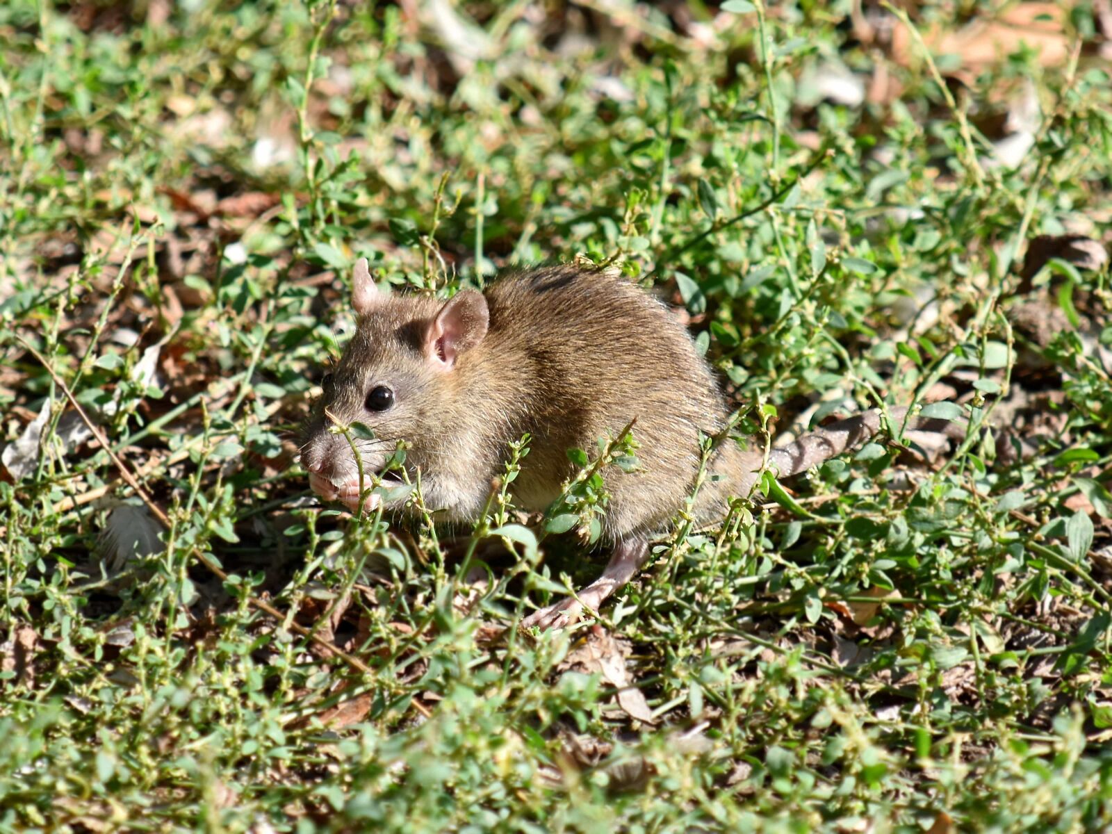Nikon D5500 sample photo. Mouse, wild, rodent, nature photography