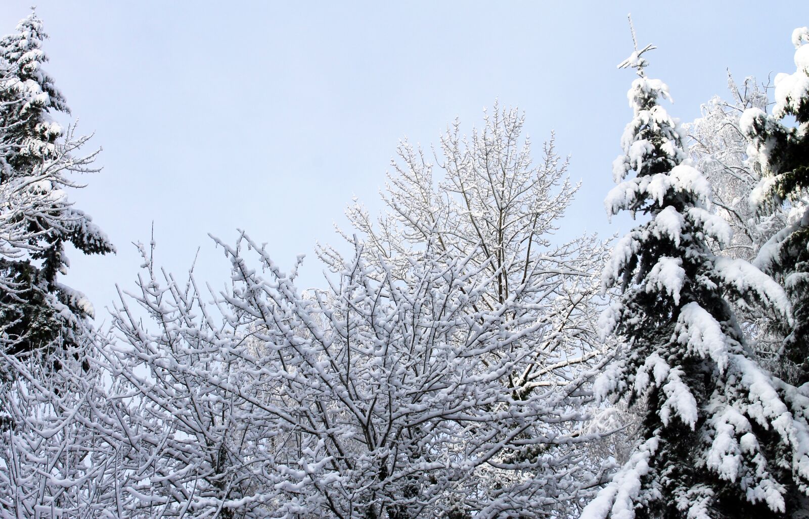 Canon EOS 1100D (EOS Rebel T3 / EOS Kiss X50) sample photo. Winter, snow, trees photography
