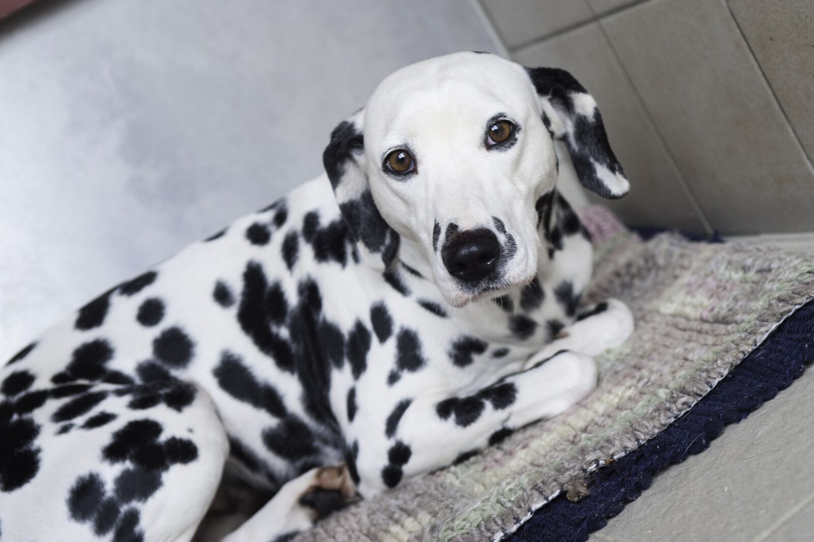 Nikon D700 sample photo. Dalmatians, dog, stains photography