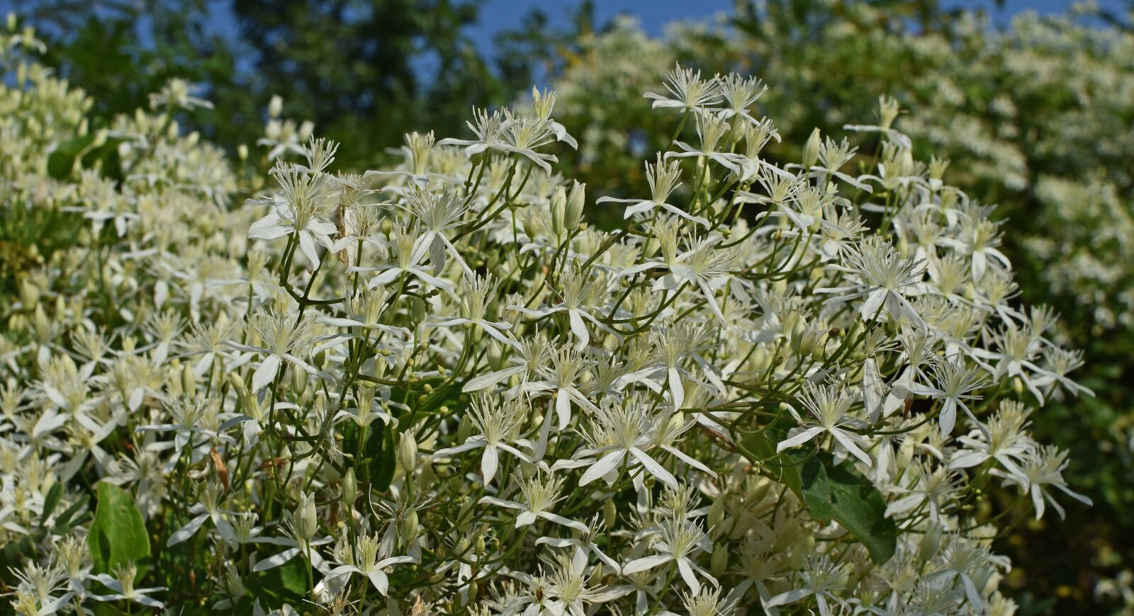 Nikon D3300 sample photo. Sweet autumn clematis, flower photography