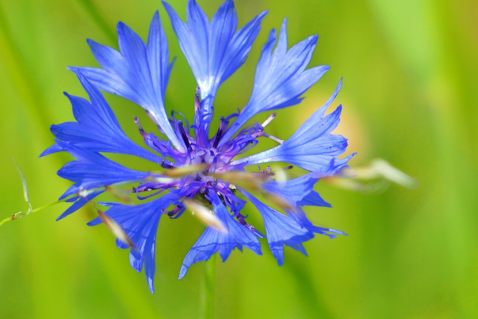 Panasonic Lumix DMC-FZ1000 sample photo. Cornflower, blue, summer photography
