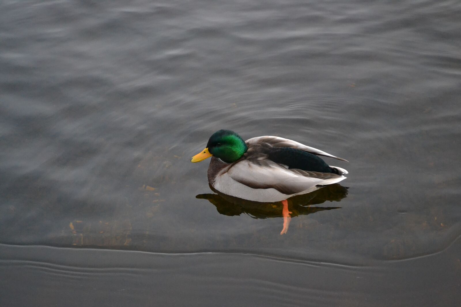 Nikon D3100 sample photo. Drake, water, duck photography