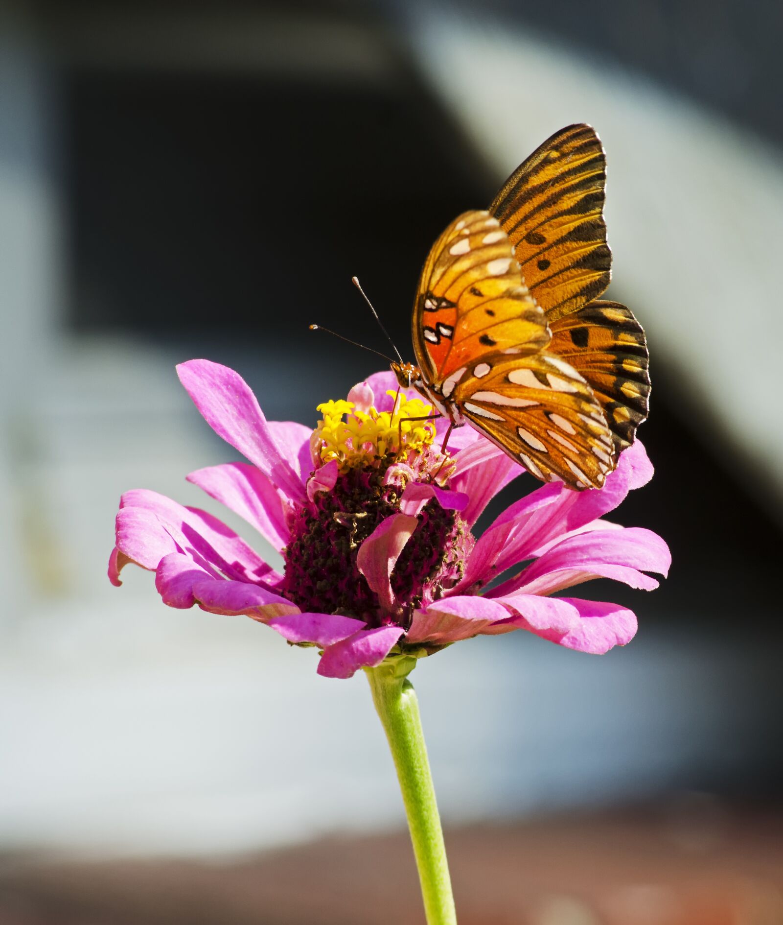 Nikon D5100 sample photo. Butterfly on flower, butterfly photography