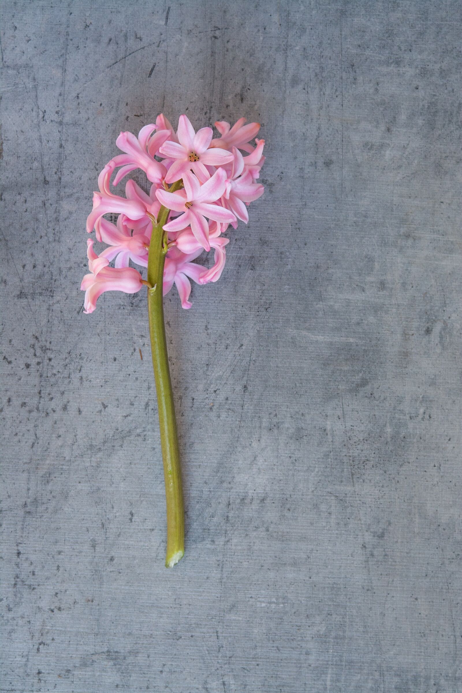 Nikon D7100 sample photo. Hyacinth, flower, pink photography