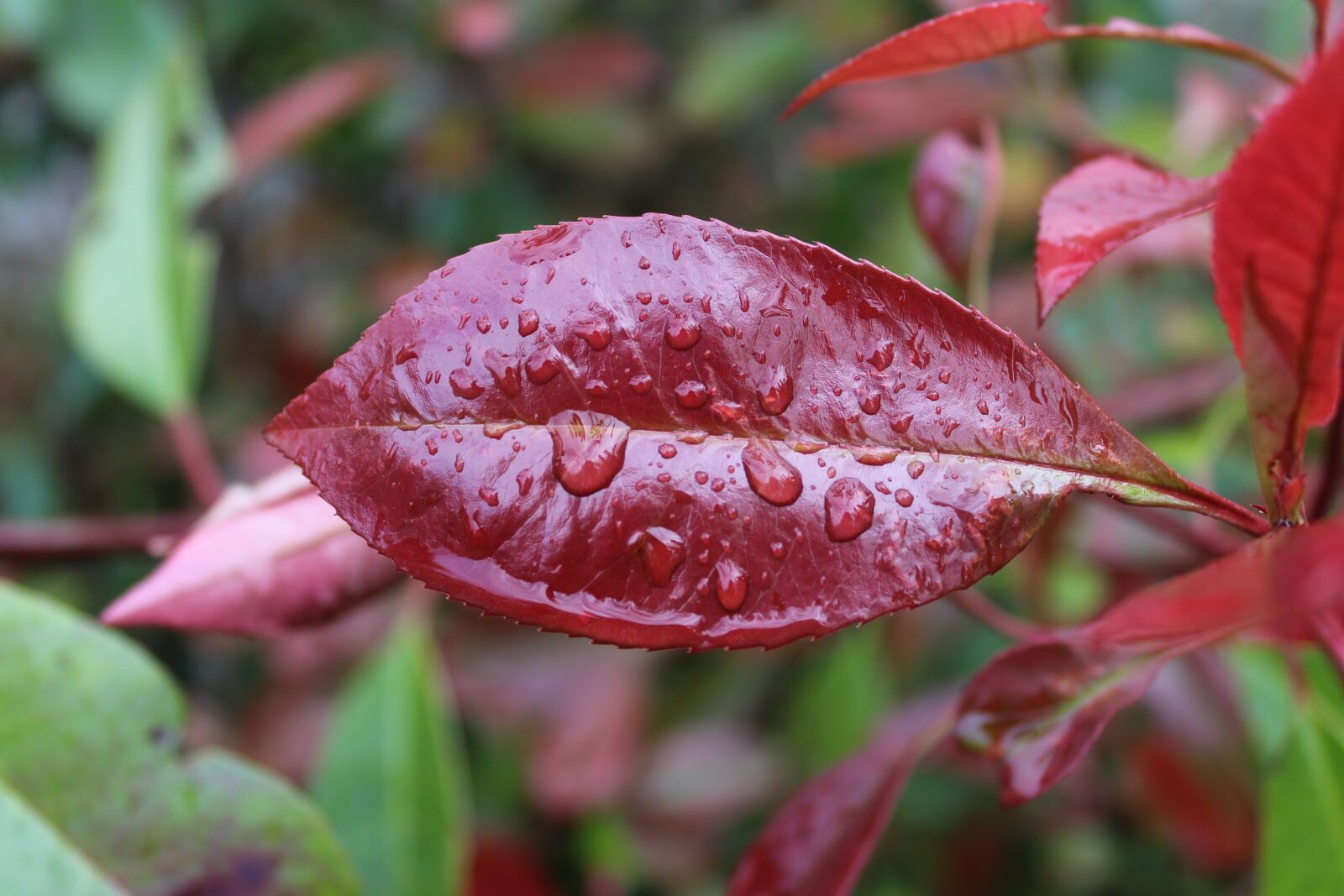 Canon EOS 1300D (EOS Rebel T6 / EOS Kiss X80) sample photo. Leaf, raindrops, leaves photography