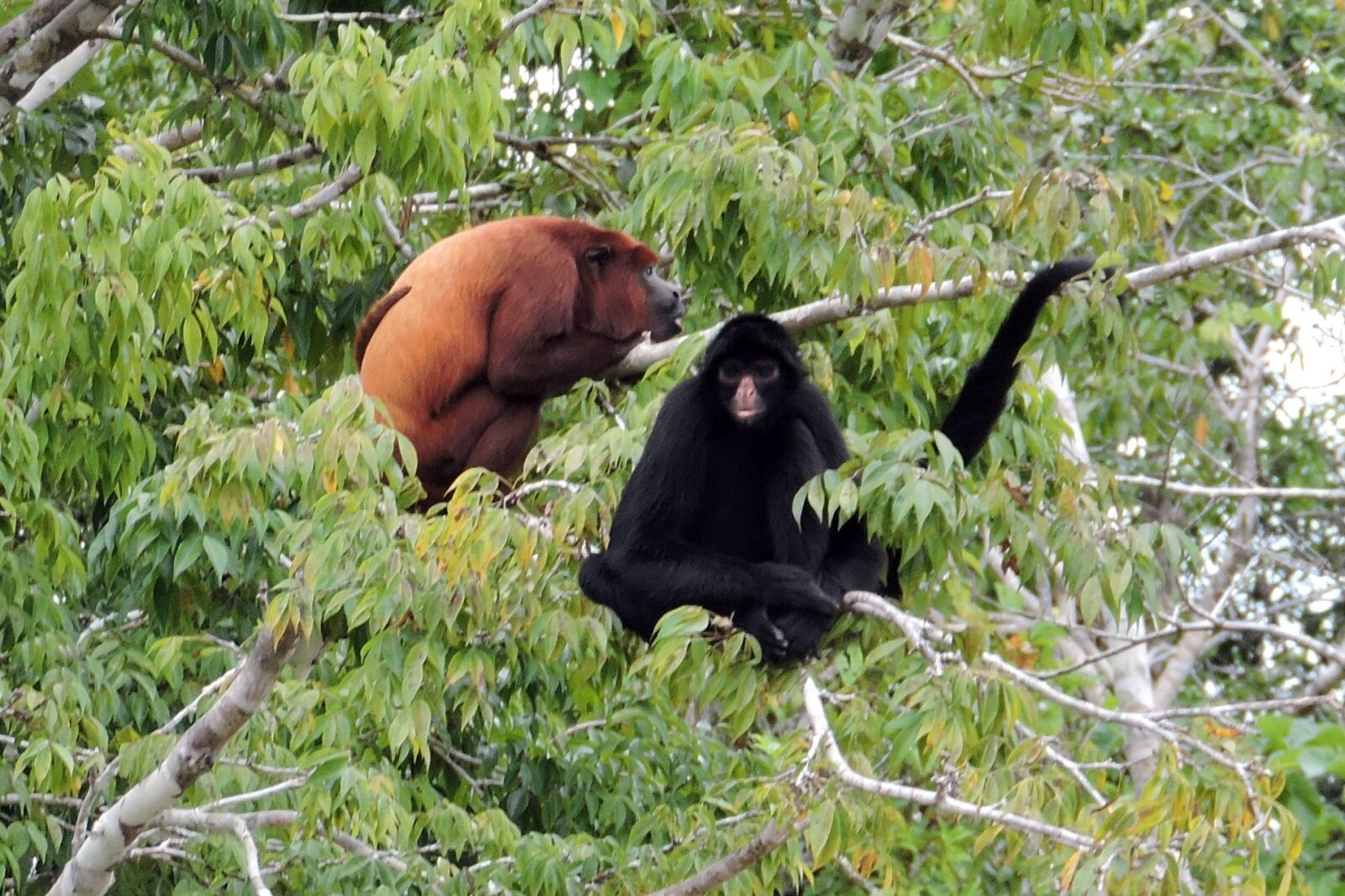 Nikon Coolpix P530 sample photo. Amazon, jungle, monkeys, peru photography