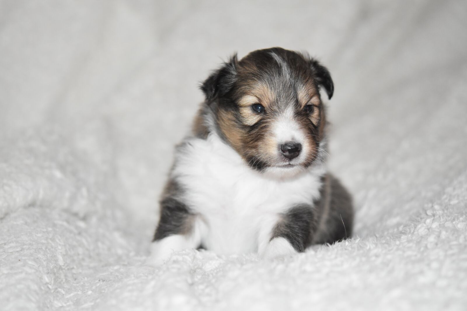 Nikon D5600 sample photo. Puppy, puppy shetland sheepdog photography