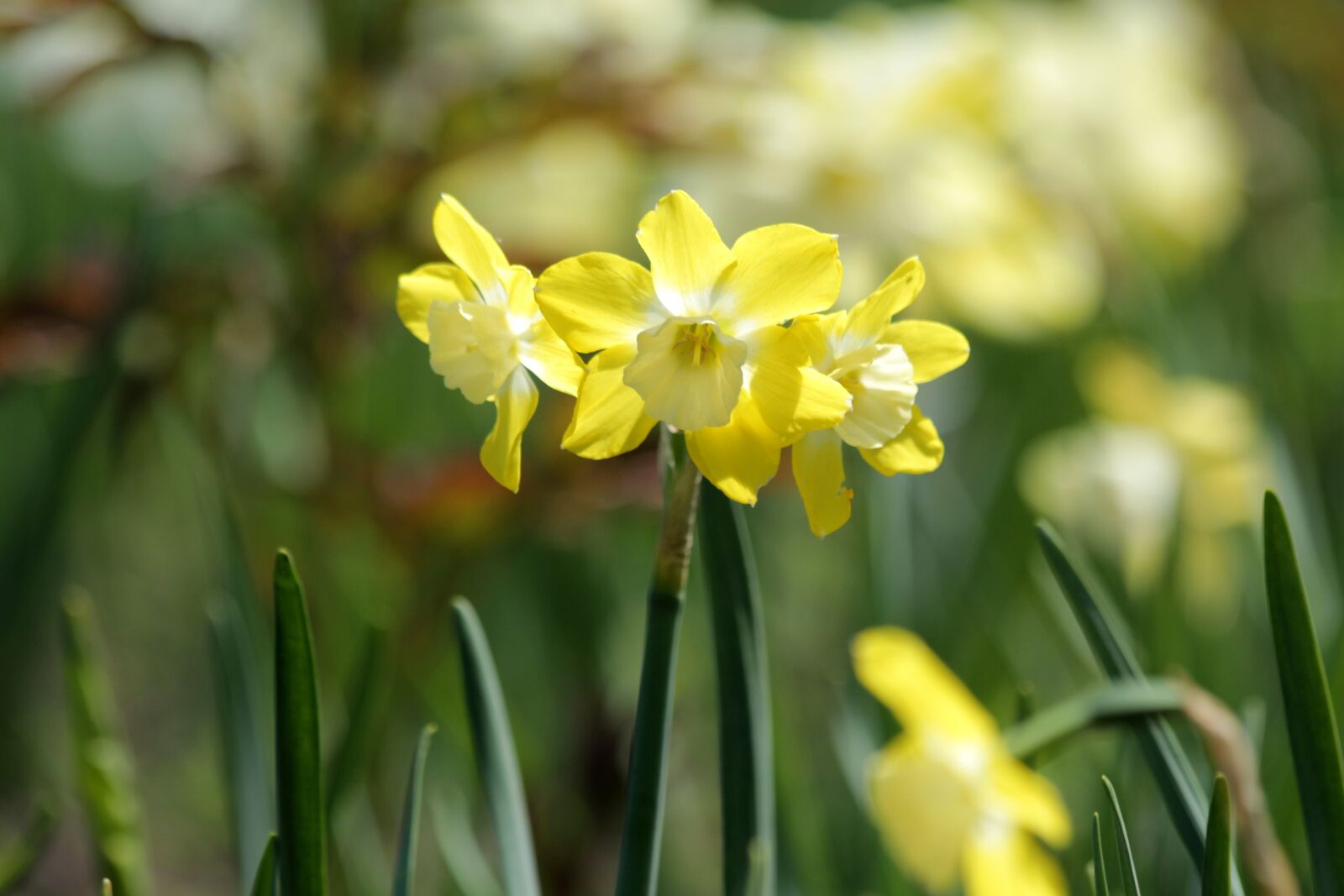 Canon EOS 650D (EOS Rebel T4i / EOS Kiss X6i) sample photo. Daffodils, flowers, narcissus photography