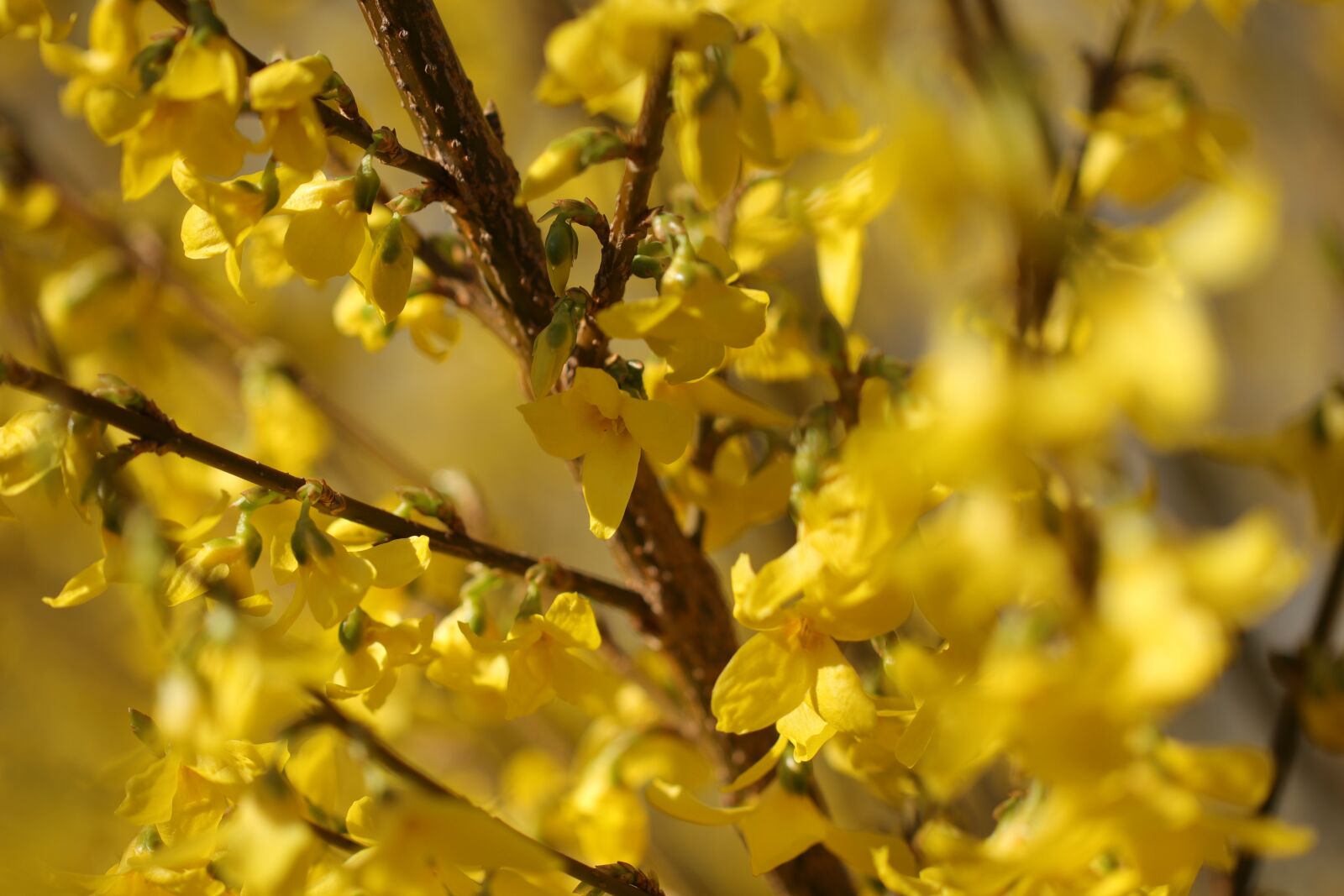 Canon EOS 80D sample photo. Forsythia, chinese bellflower, flowers photography