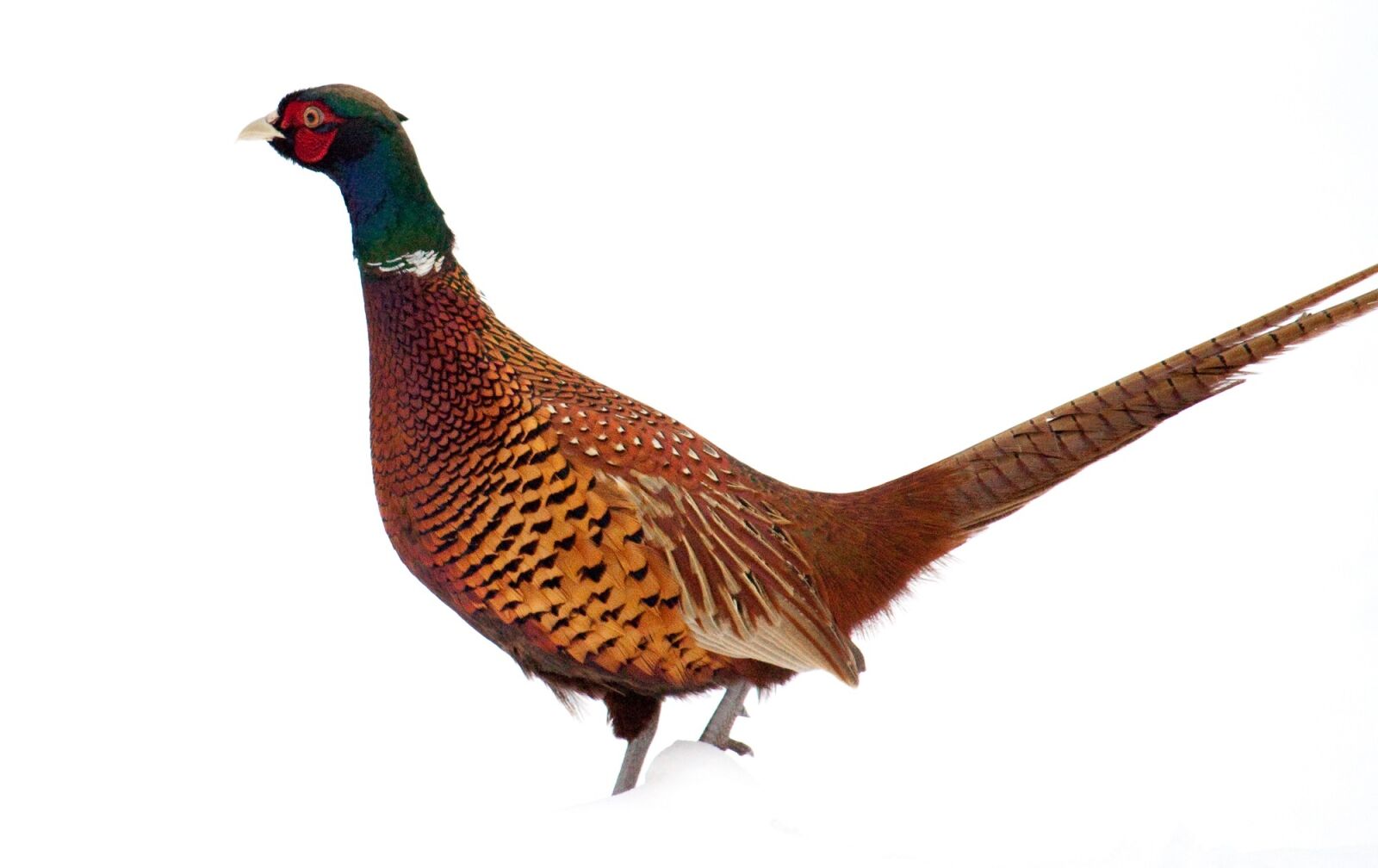 Canon EOS 500D (EOS Rebel T1i / EOS Kiss X3) sample photo. Pheasant, bird, winter photography