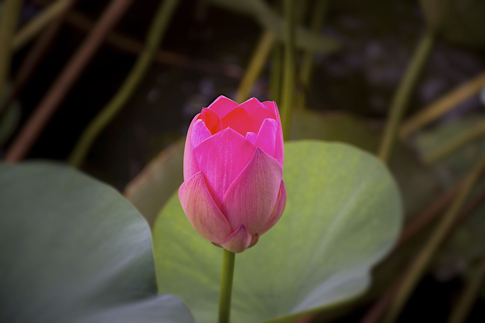Nikon D7200 sample photo. Water hyacinth, flower, flower photography