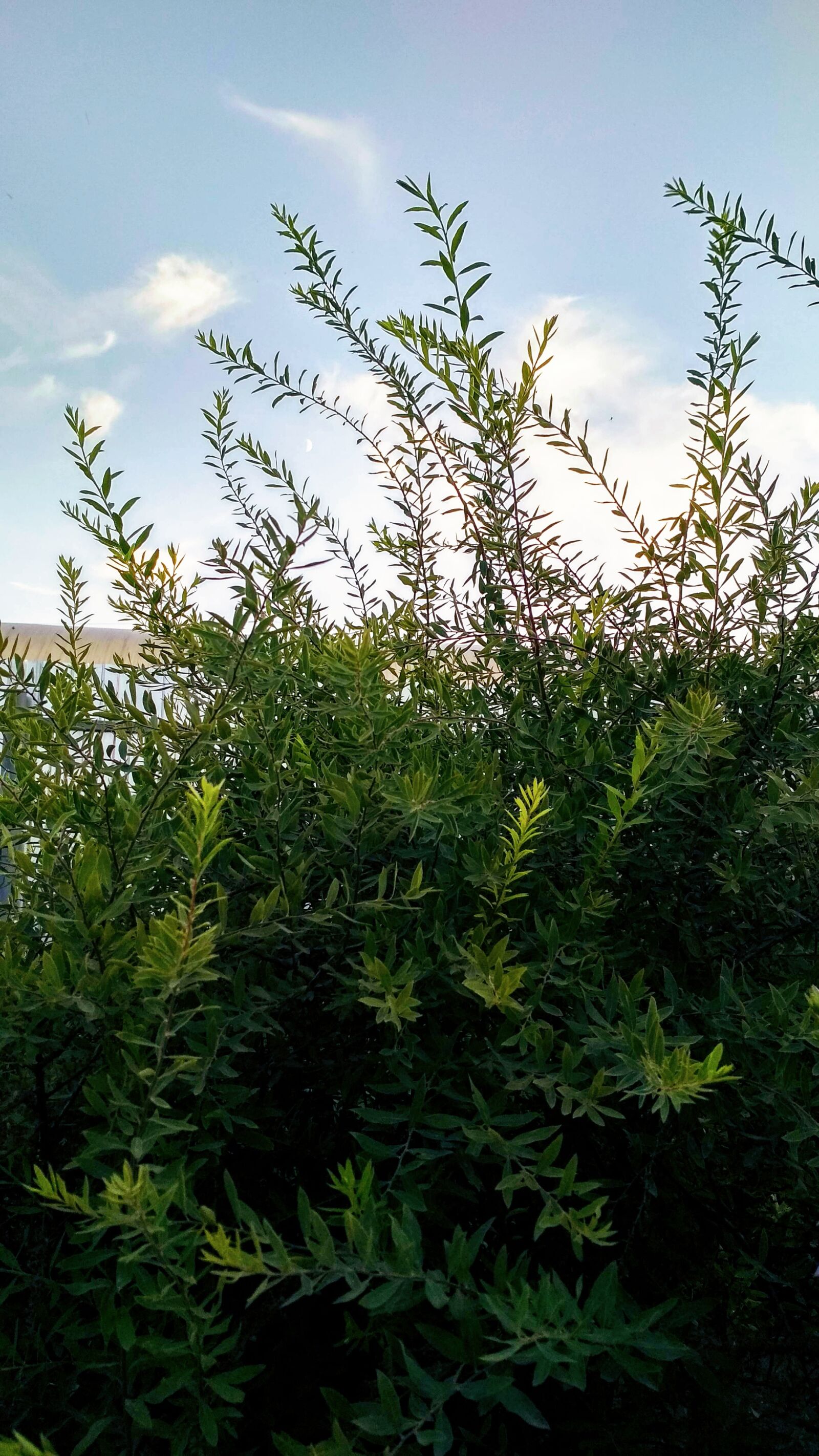 Xiaomi Redmi 4X sample photo. Siberia, moon, evening photography