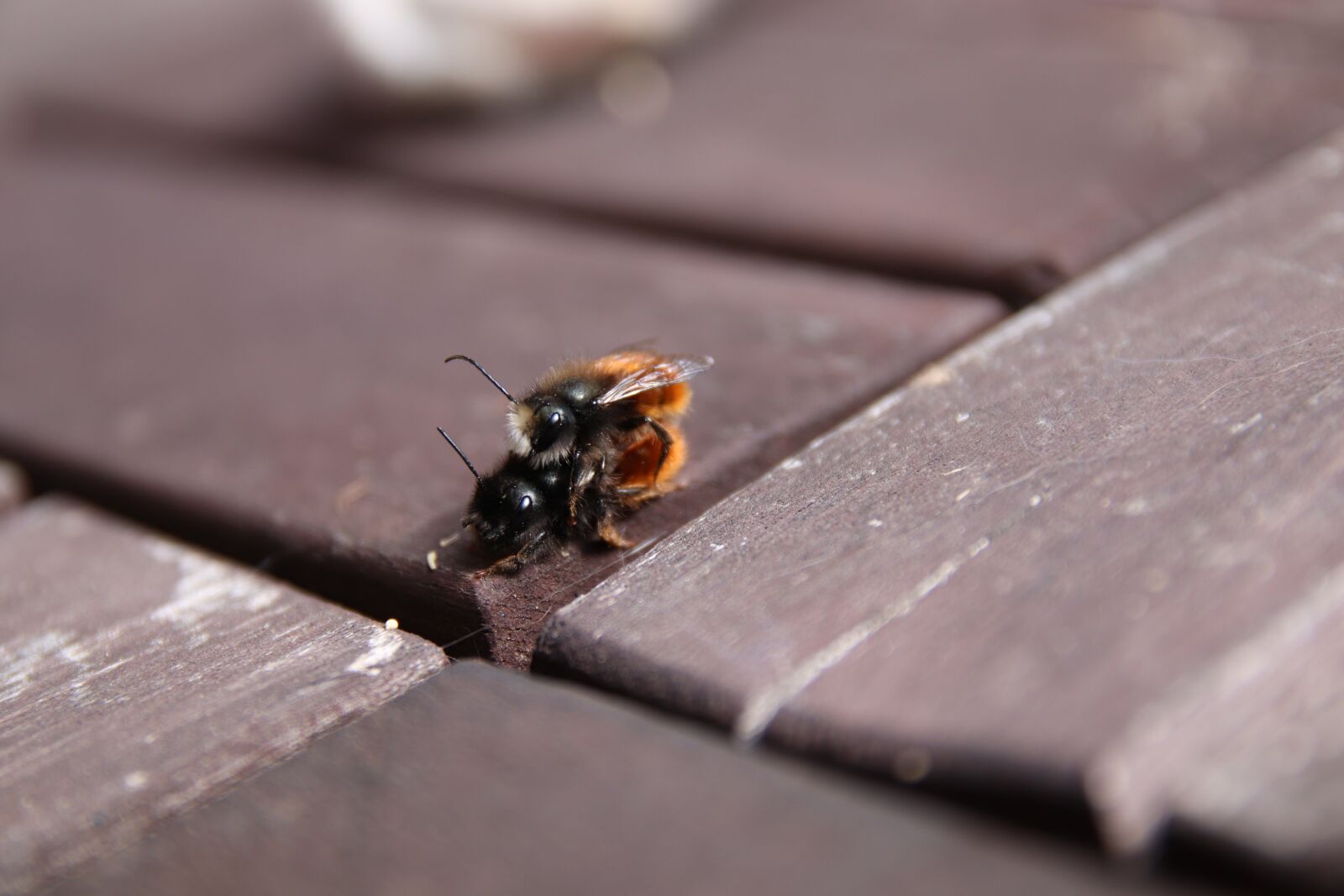 Canon EOS 200D (EOS Rebel SL2 / EOS Kiss X9) sample photo. Hummel, close up, insect photography