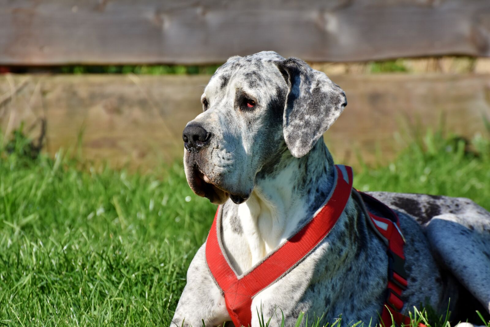Nikon D7200 sample photo. Great dane, dog, lying photography