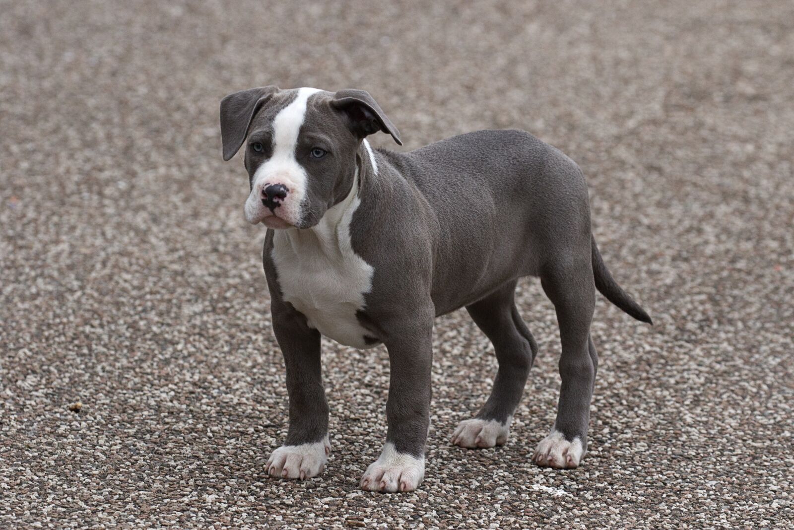 Canon EOS 7D Mark II sample photo. Dog, puppy, gray photography