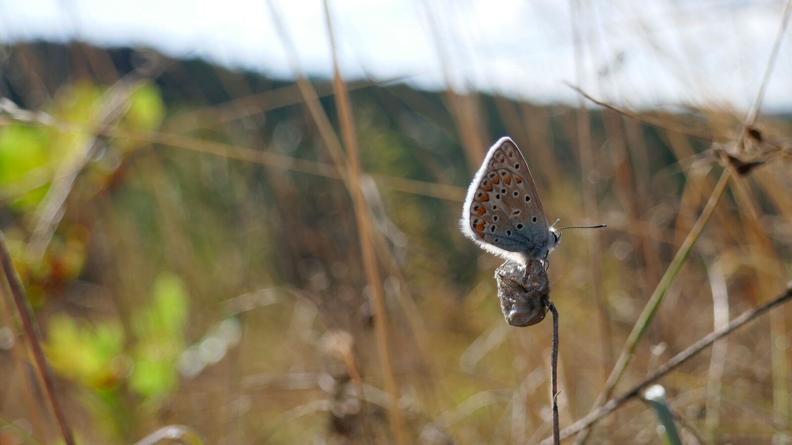 Panasonic DMC-TZ101 sample photo. Butterfly, meadow, summer photography