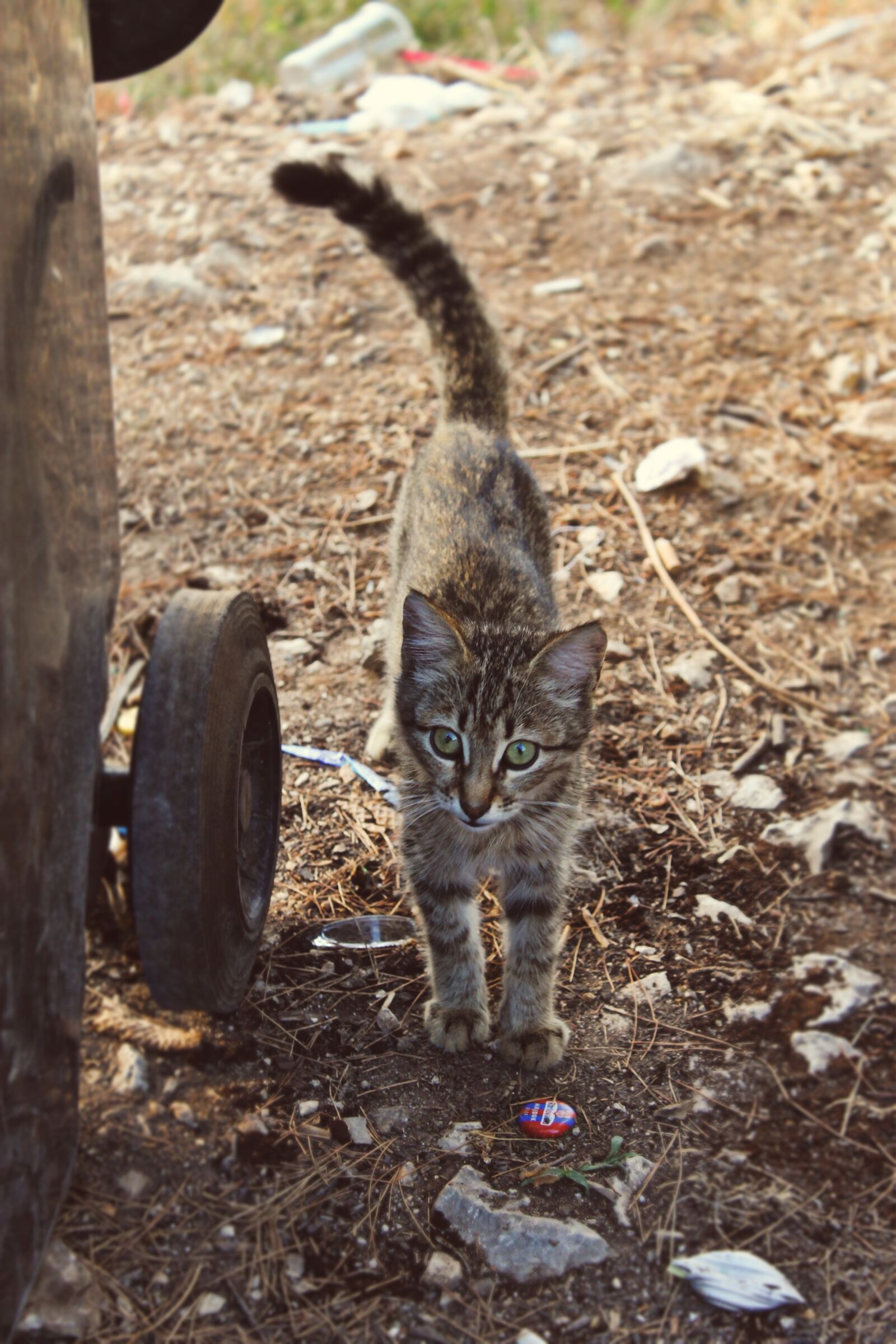 Canon EOS 1100D (EOS Rebel T3 / EOS Kiss X50) sample photo. Garbage, littering, environmental pollution photography