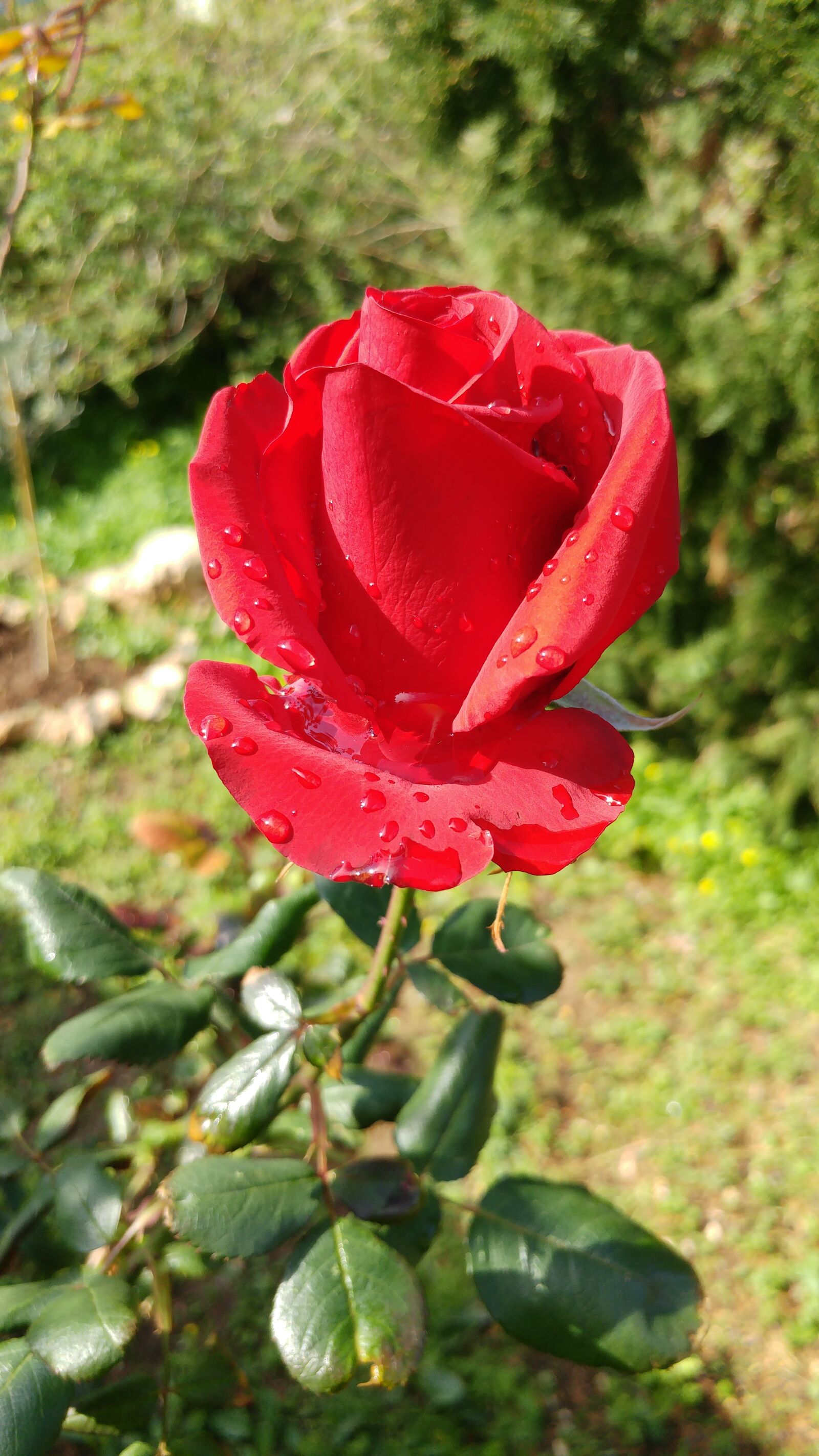 LG G5 sample photo. Red rose, rosa, flower photography