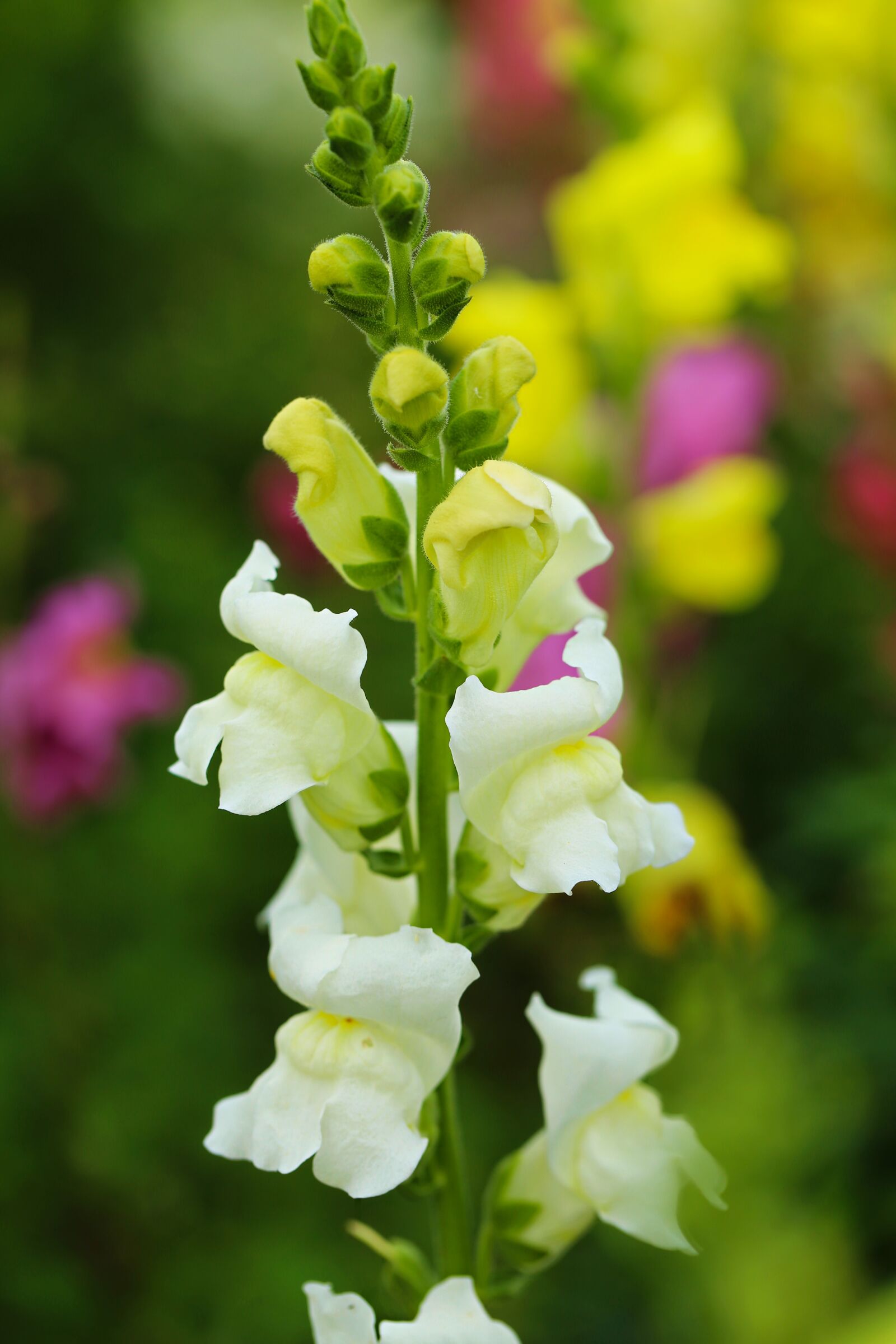 Canon EF 100mm F2.8L Macro IS USM sample photo. Flower, flora, white photography