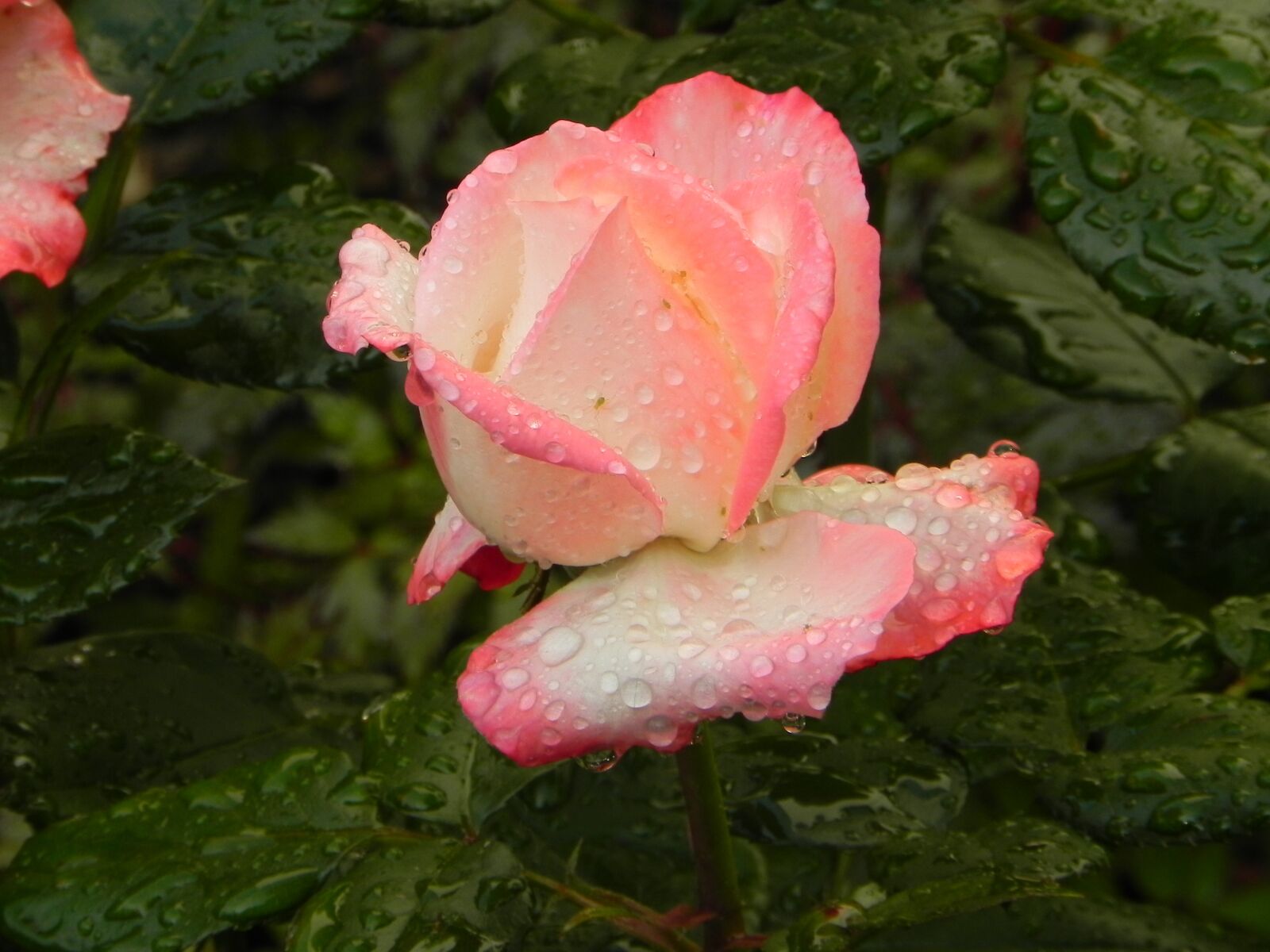 Nikon Coolpix P100 sample photo. Rose, flower, blossom photography