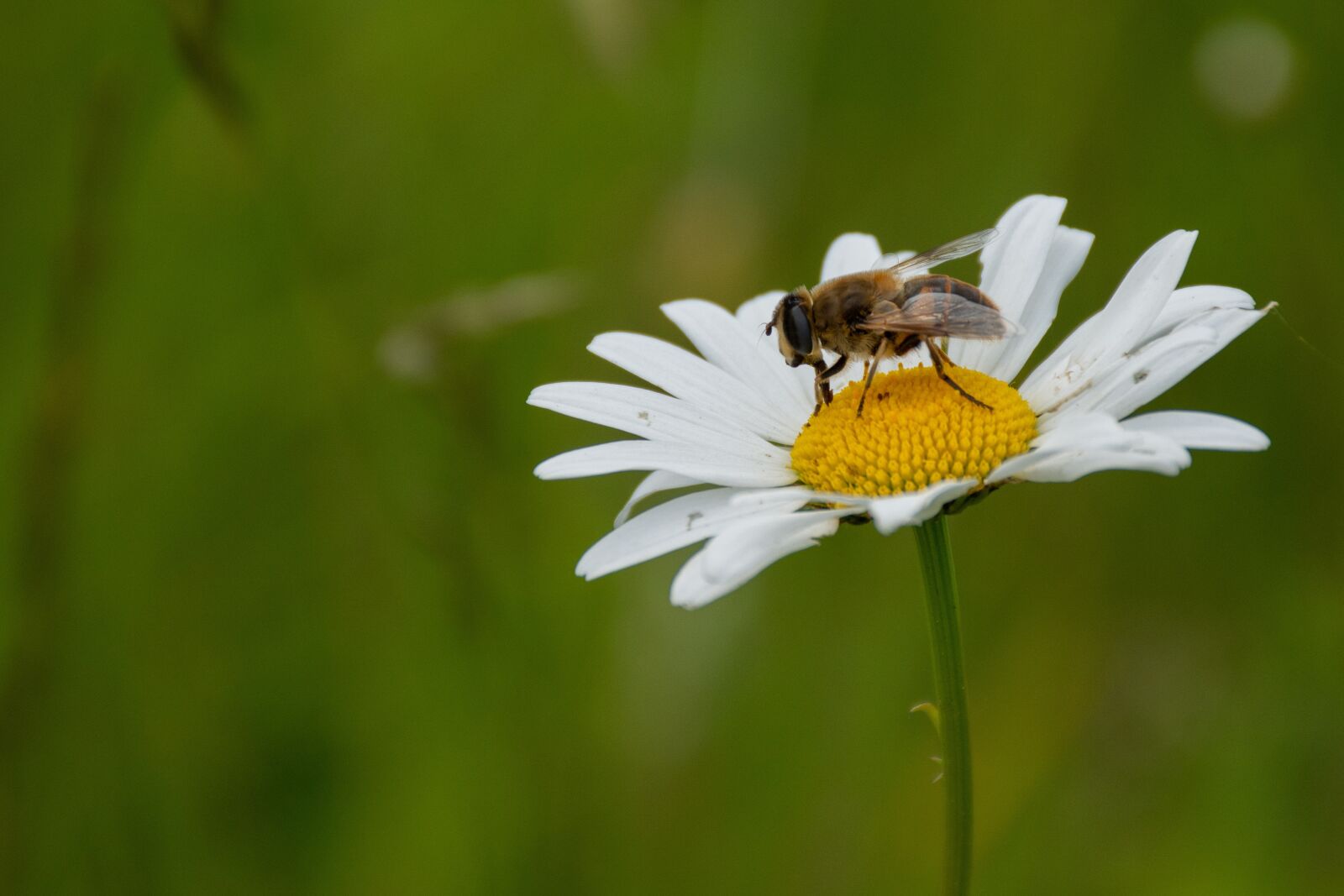 Nikon D7200 sample photo. Bee, margriet, flower photography