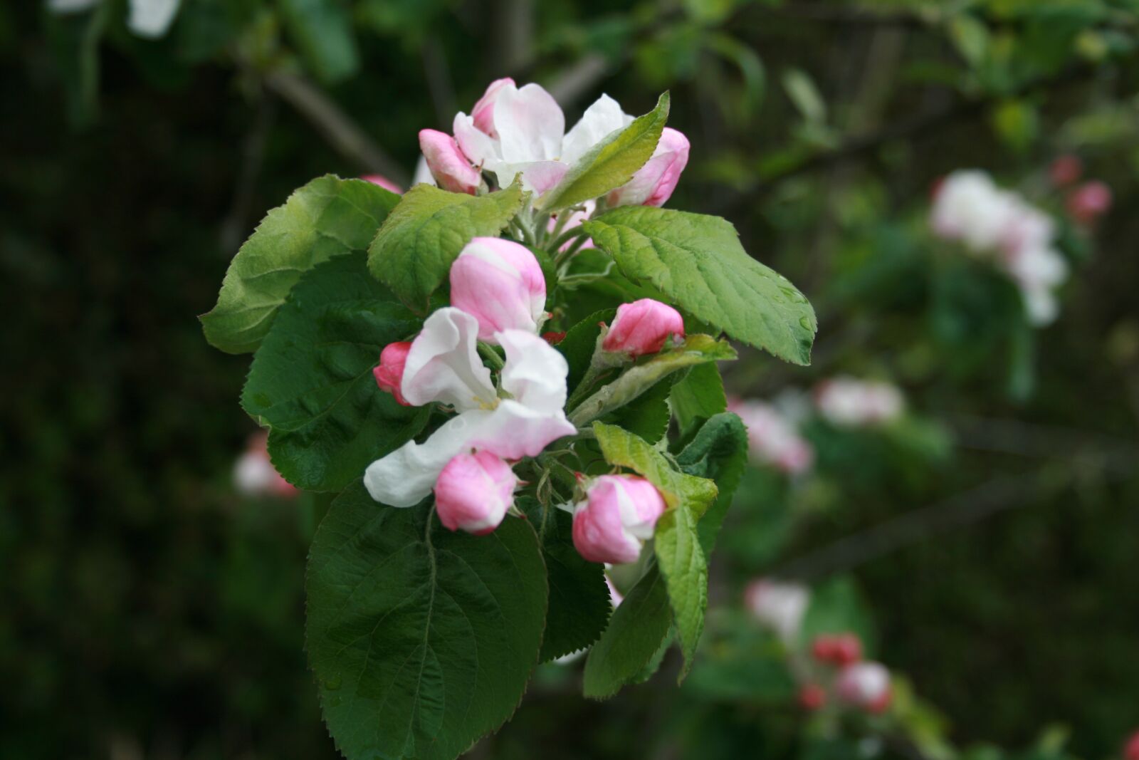 Canon EOS 400D (EOS Digital Rebel XTi / EOS Kiss Digital X) sample photo. Pink apple, blossom, spring photography