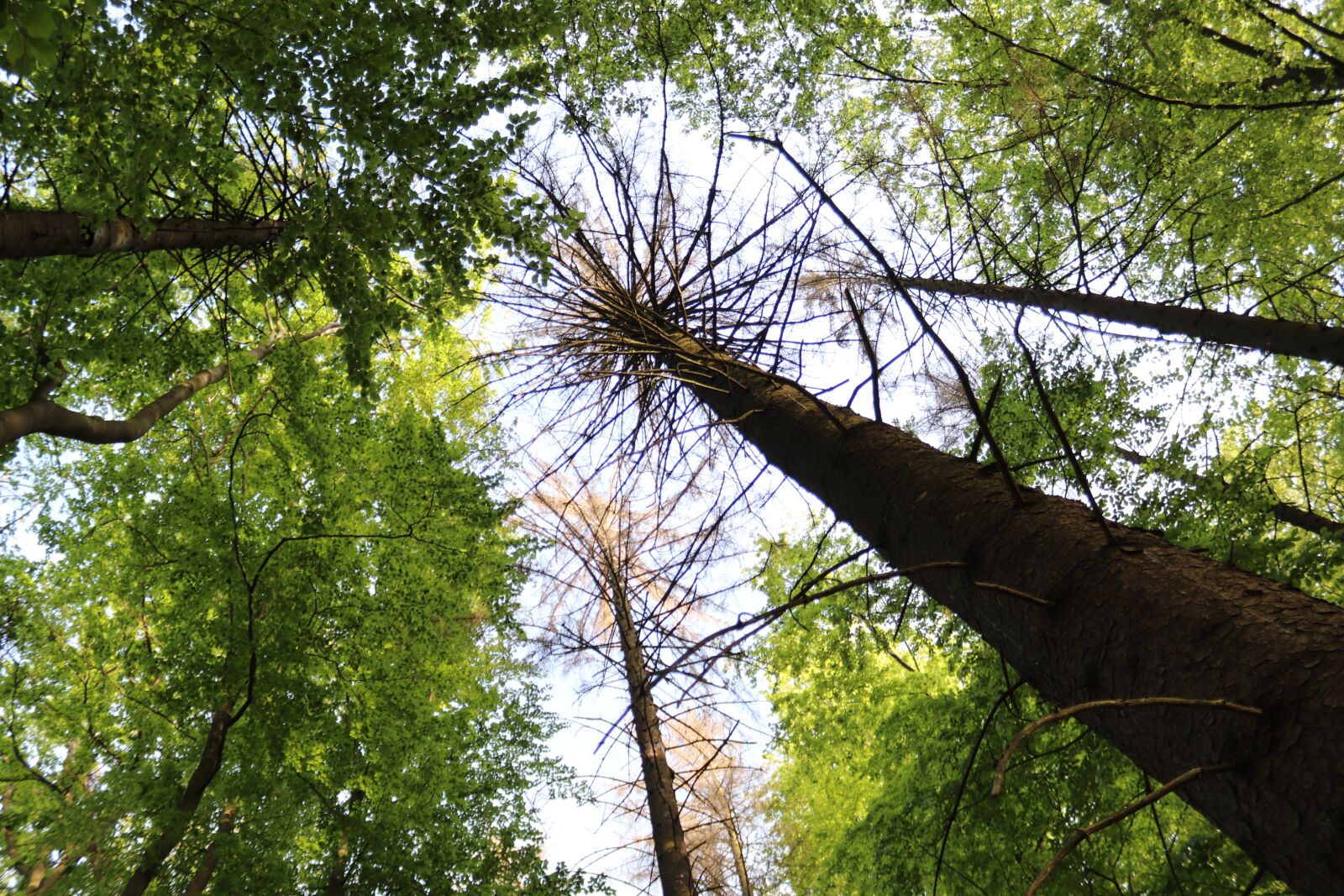 Canon EOS 200D (EOS Rebel SL2 / EOS Kiss X9) sample photo. Dead tree, spruce, mixed photography